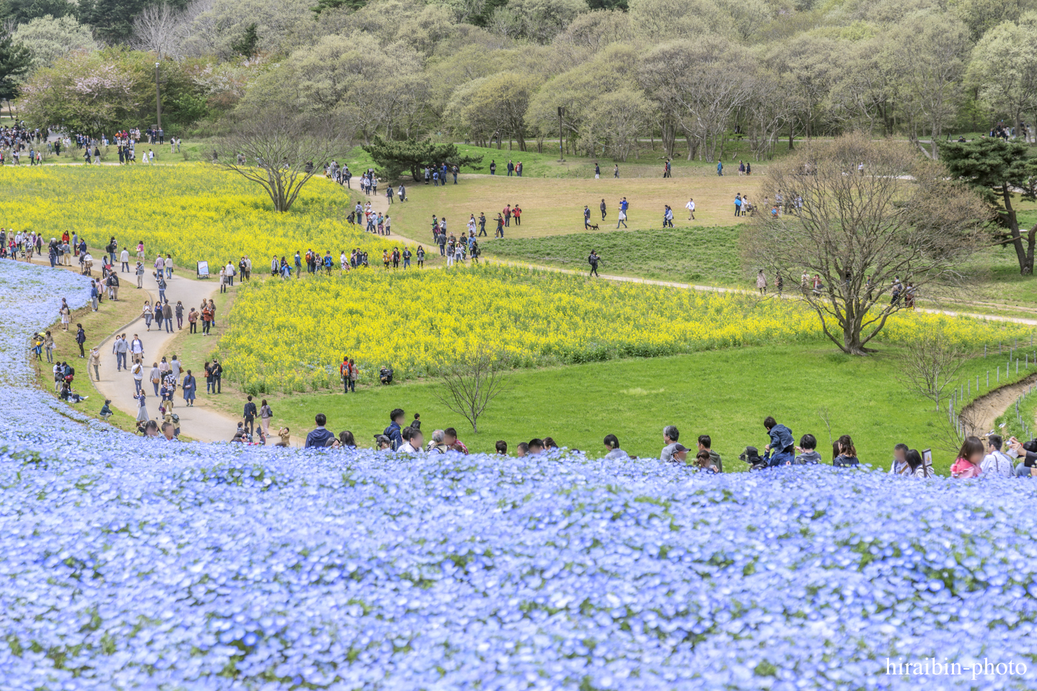 ひたち海浜公園_photolog.11