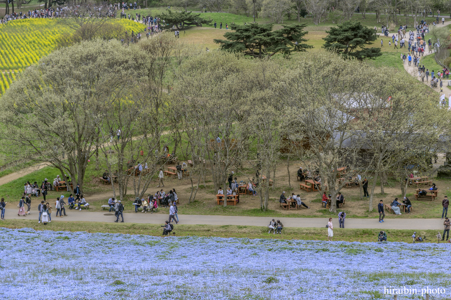 ひたち海浜公園_photolog.14