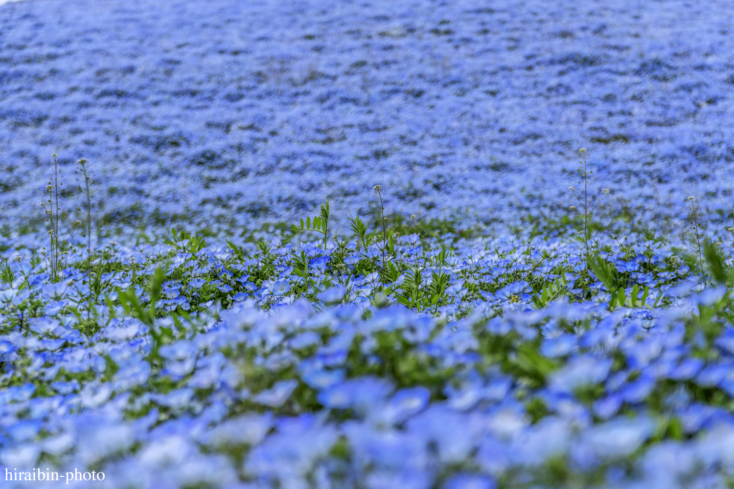 ひたち海浜公園_photolog.26