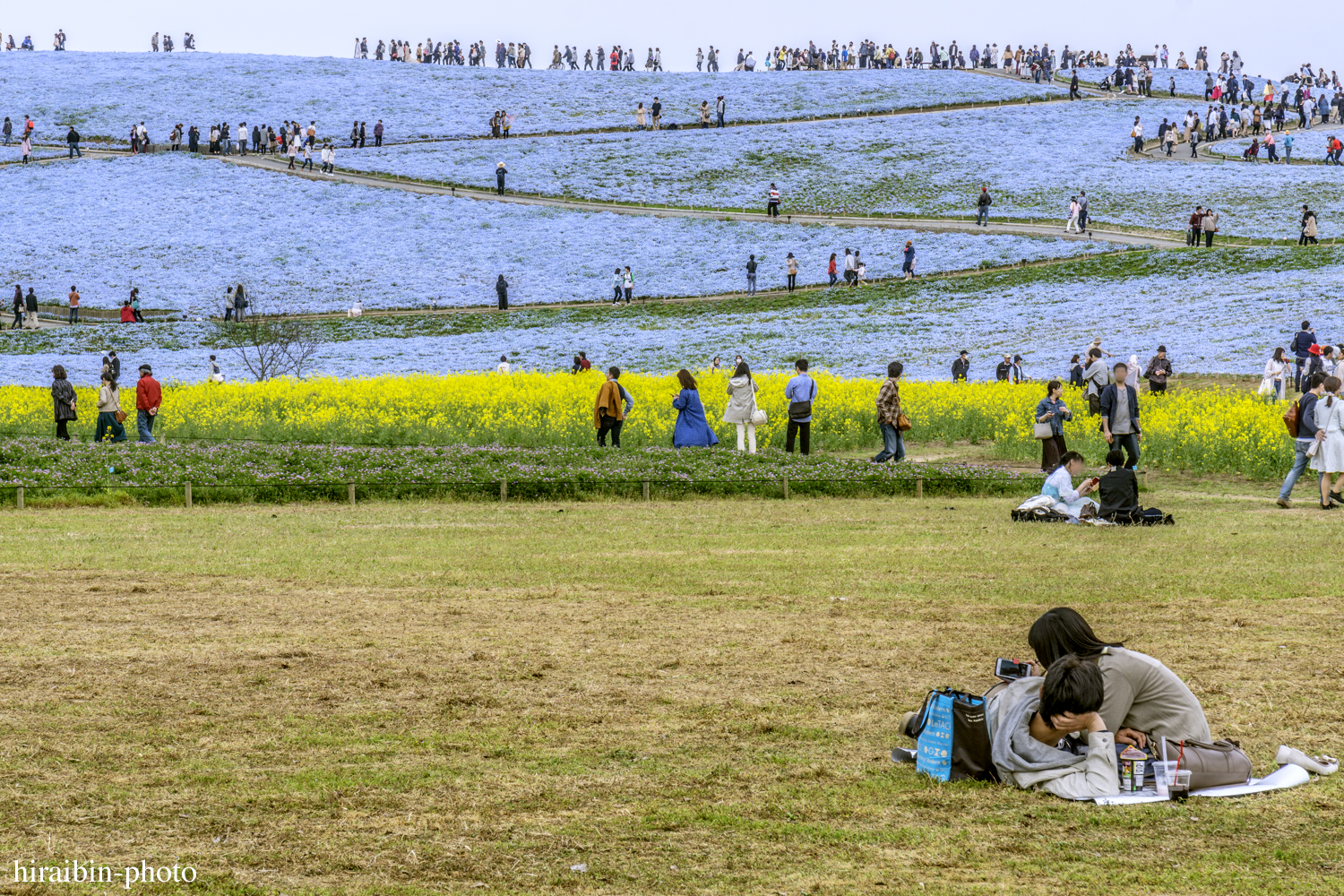 ひたち海浜公園_photolog.27