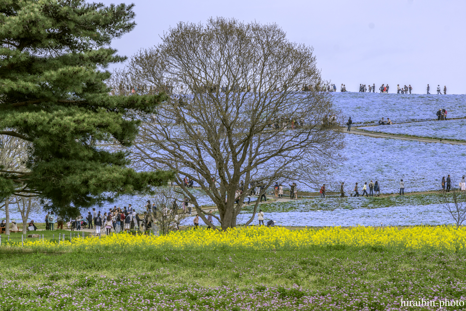 ひたち海浜公園_photolog.29