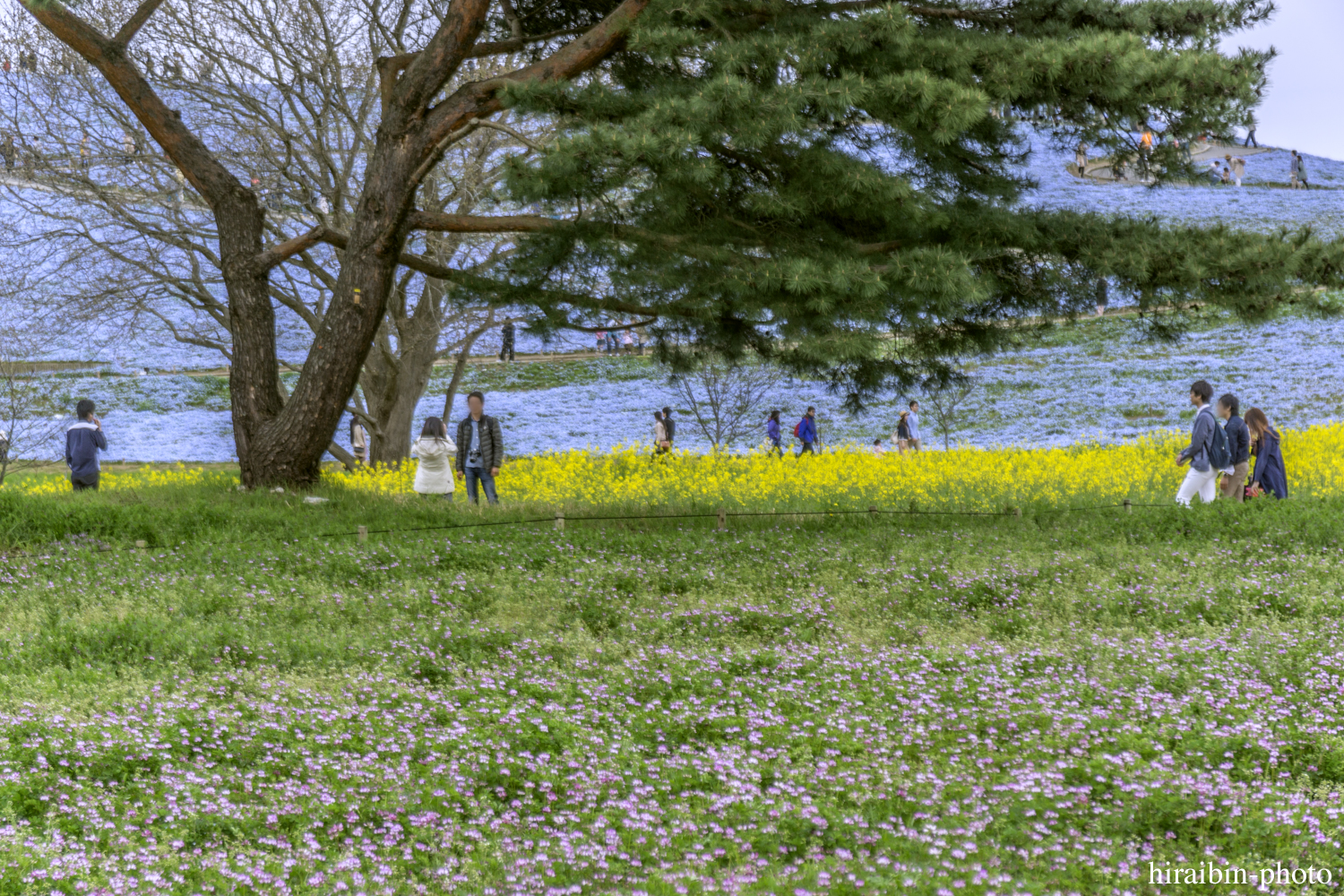 ひたち海浜公園_photolog.31