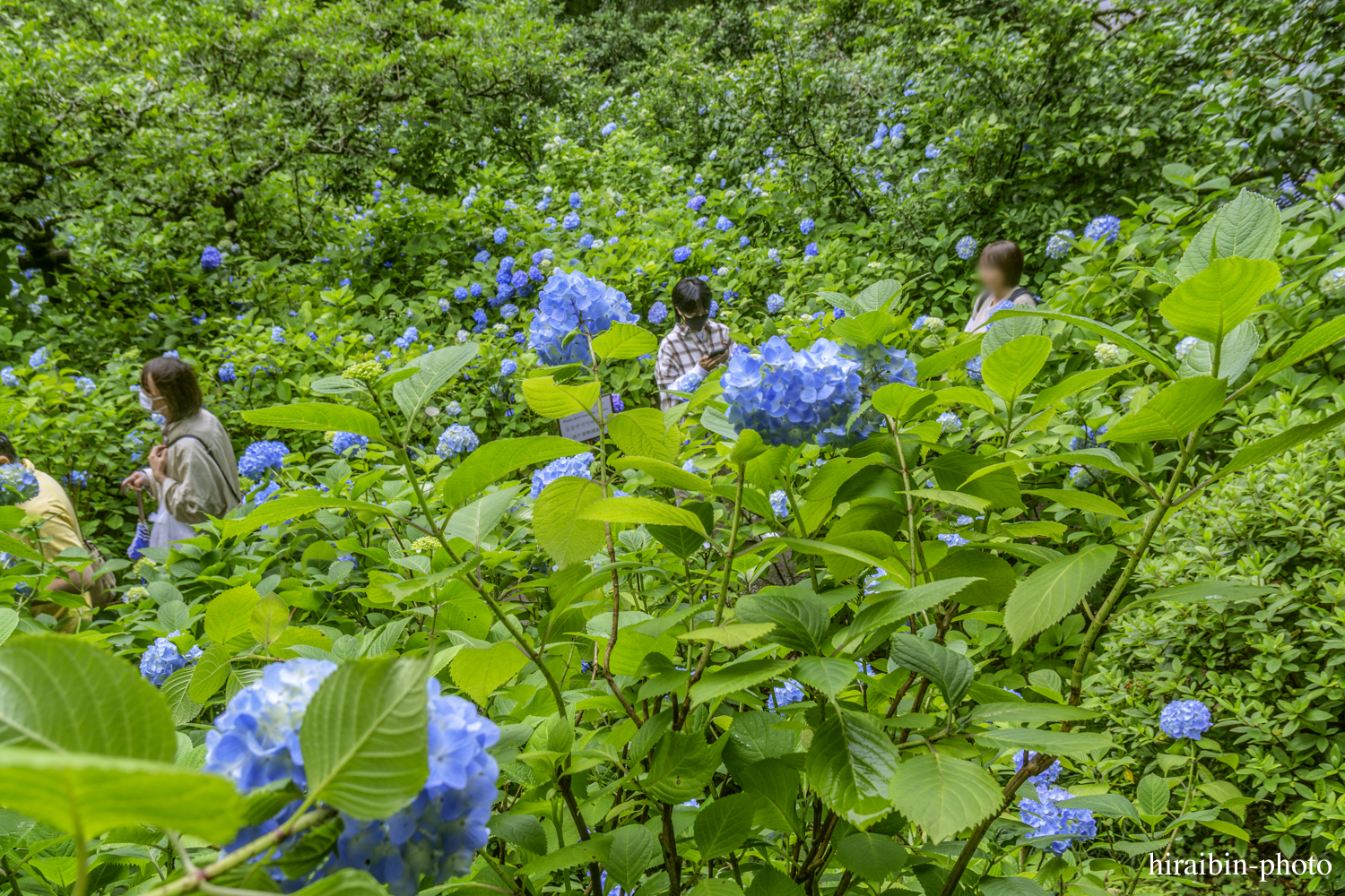 北鎌倉・明月院_photolog.26