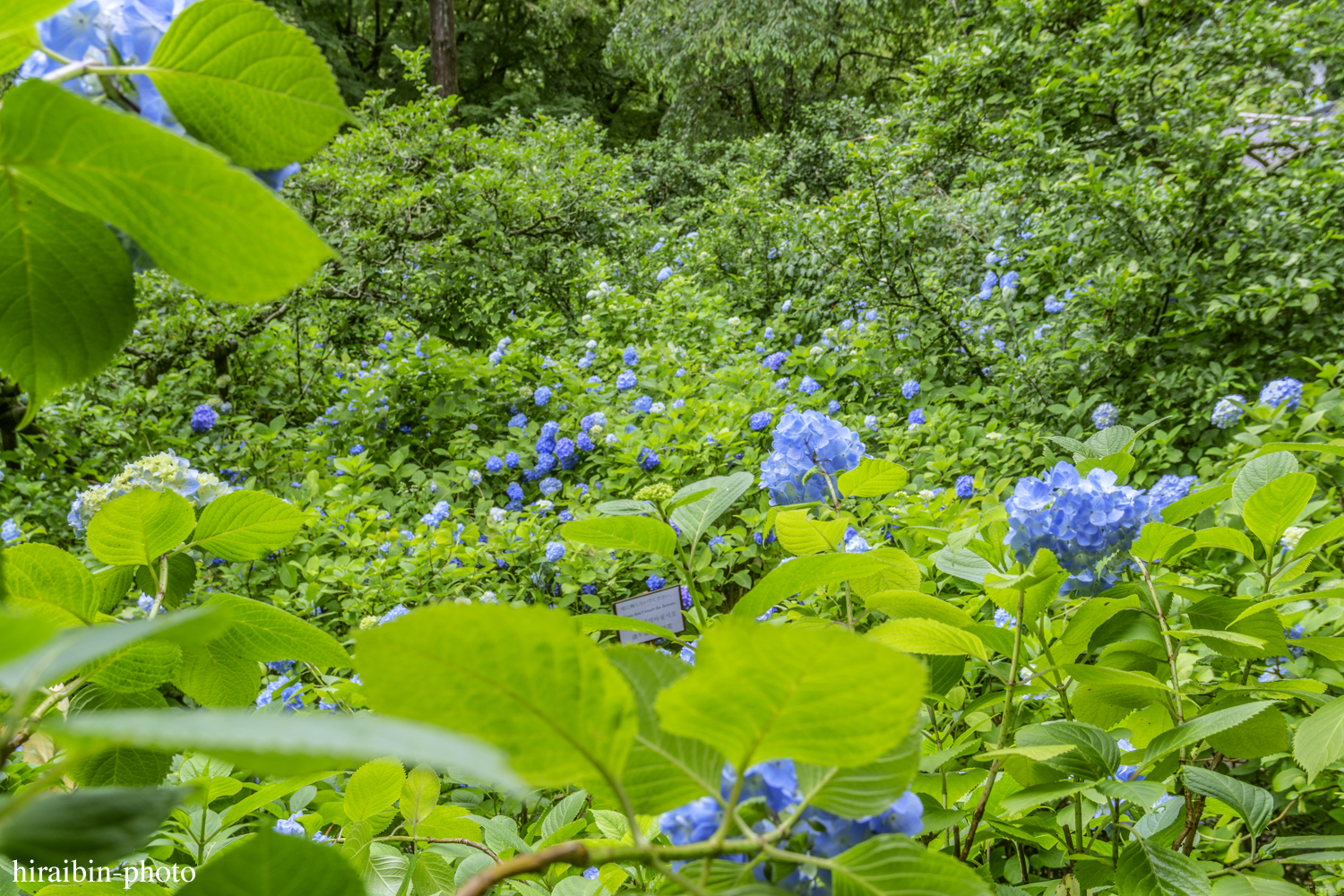 北鎌倉・明月院_photolog.27