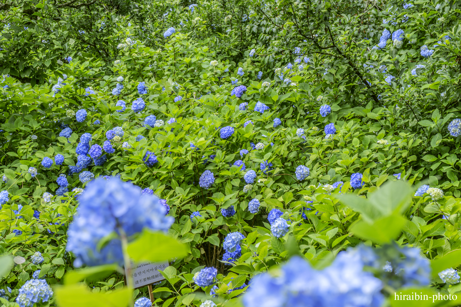 北鎌倉・明月院_photolog.28