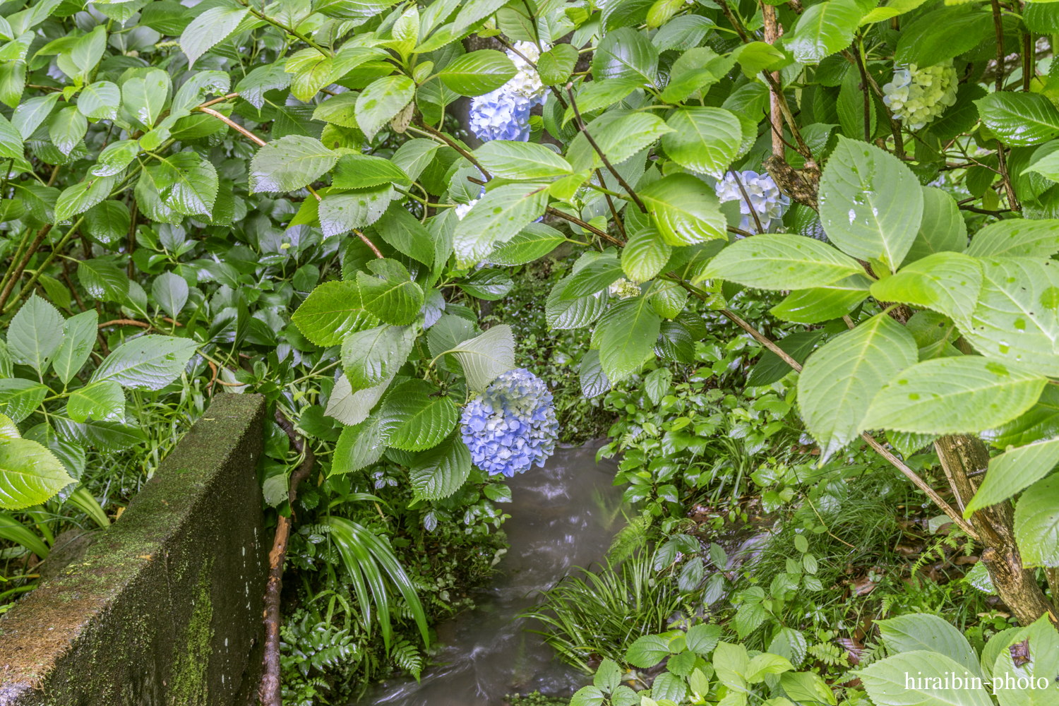 北鎌倉・明月院_photolog.29