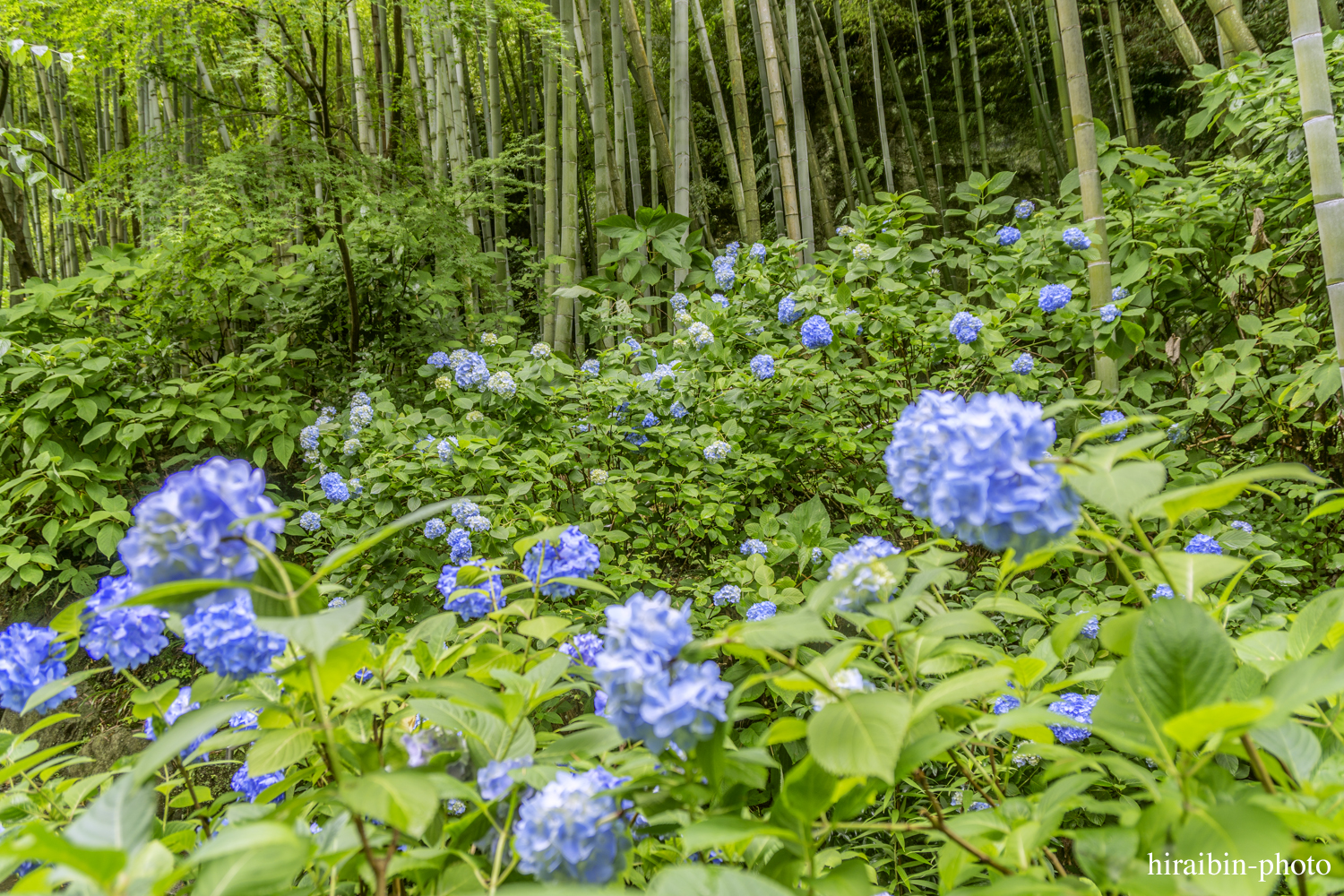 北鎌倉・明月院_photolog.38