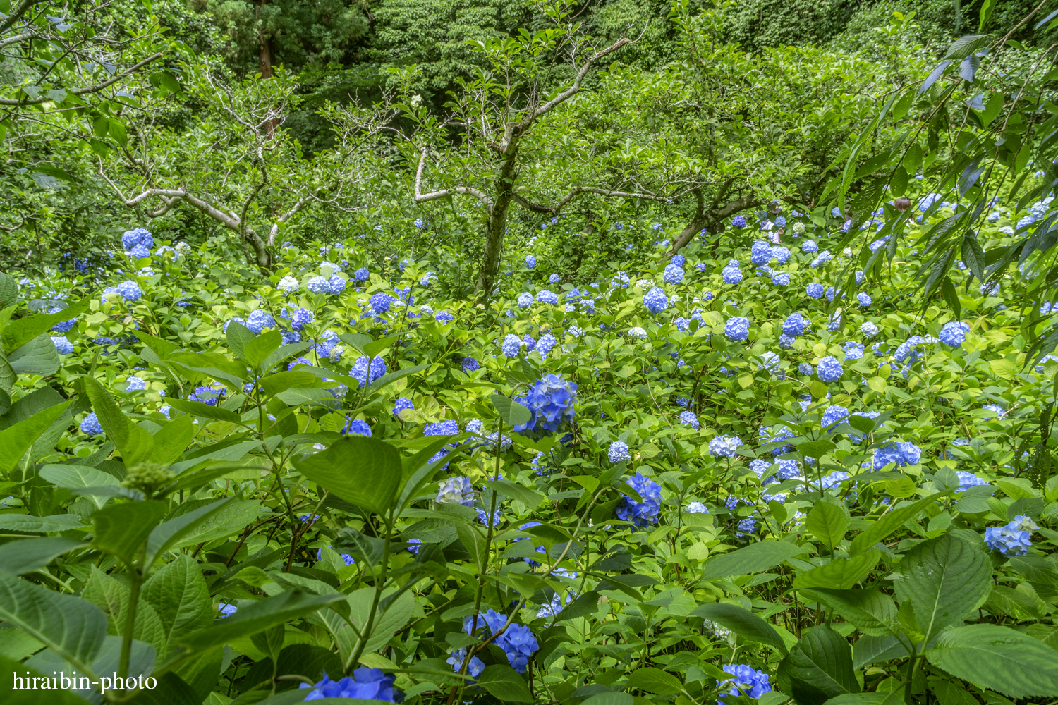 北鎌倉・明月院_photolog.44