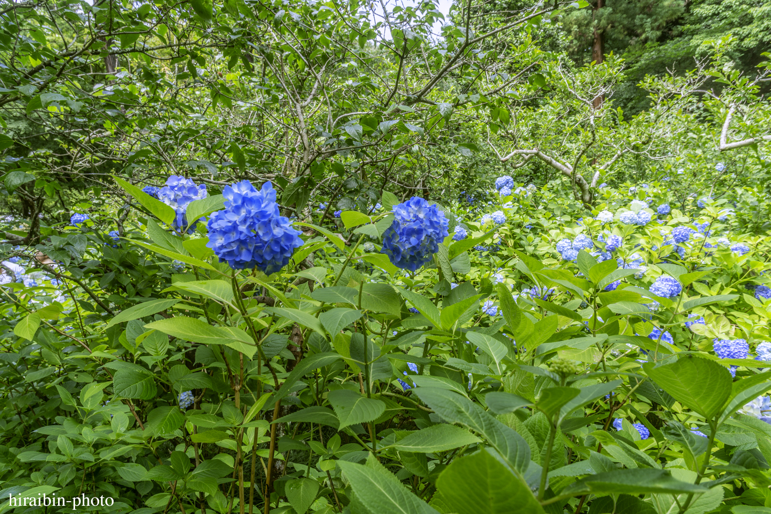 北鎌倉・明月院_photolog.45