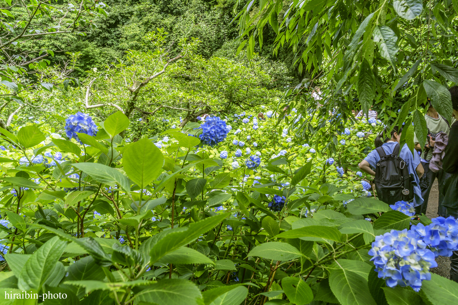 北鎌倉・明月院_photolog.46