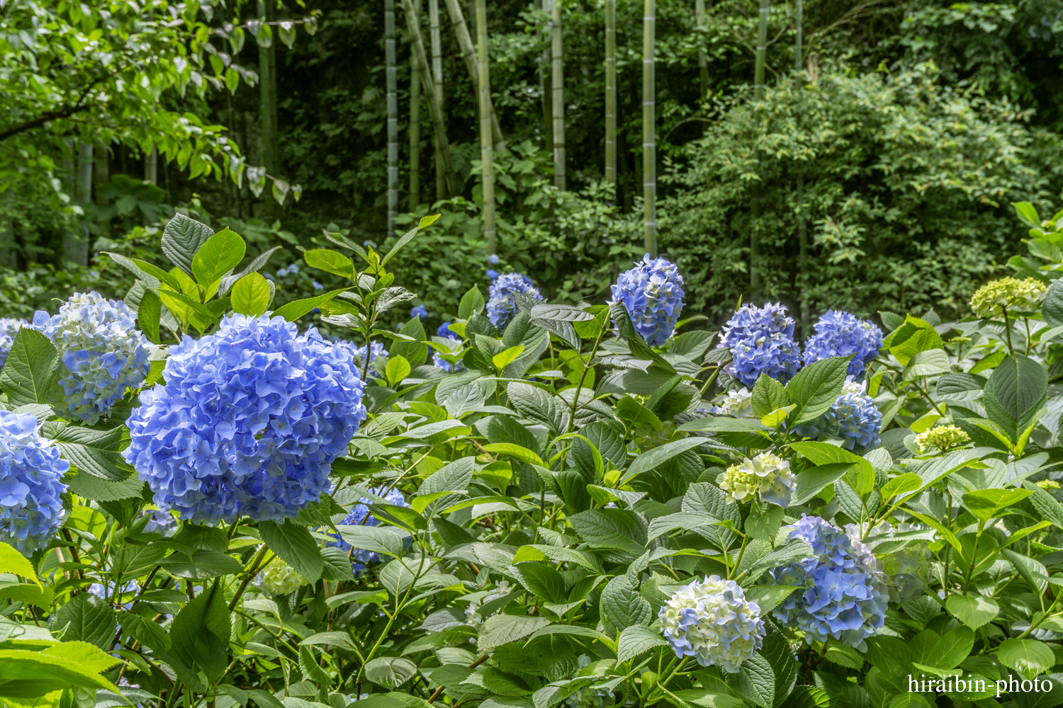 北鎌倉・明月院_photolog.51