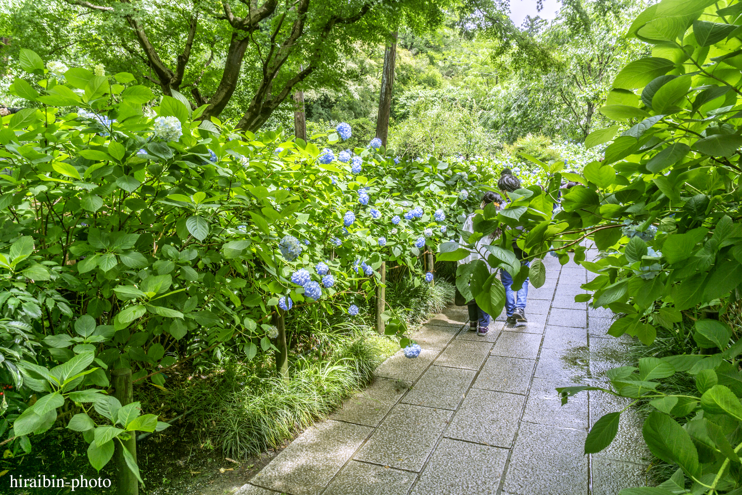 北鎌倉・明月院_photolog.56