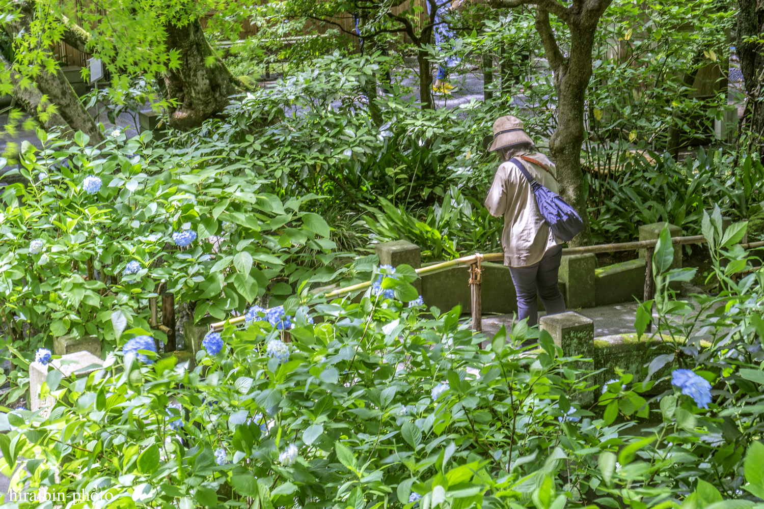 北鎌倉・明月院_photolog.57