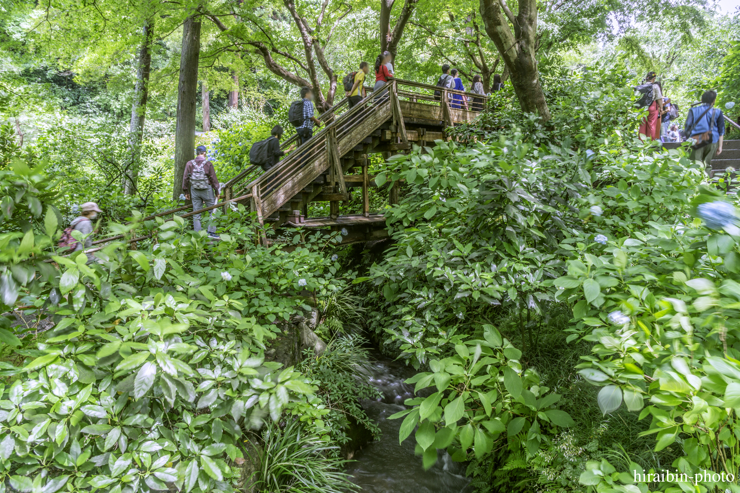 北鎌倉・明月院_photolog.59