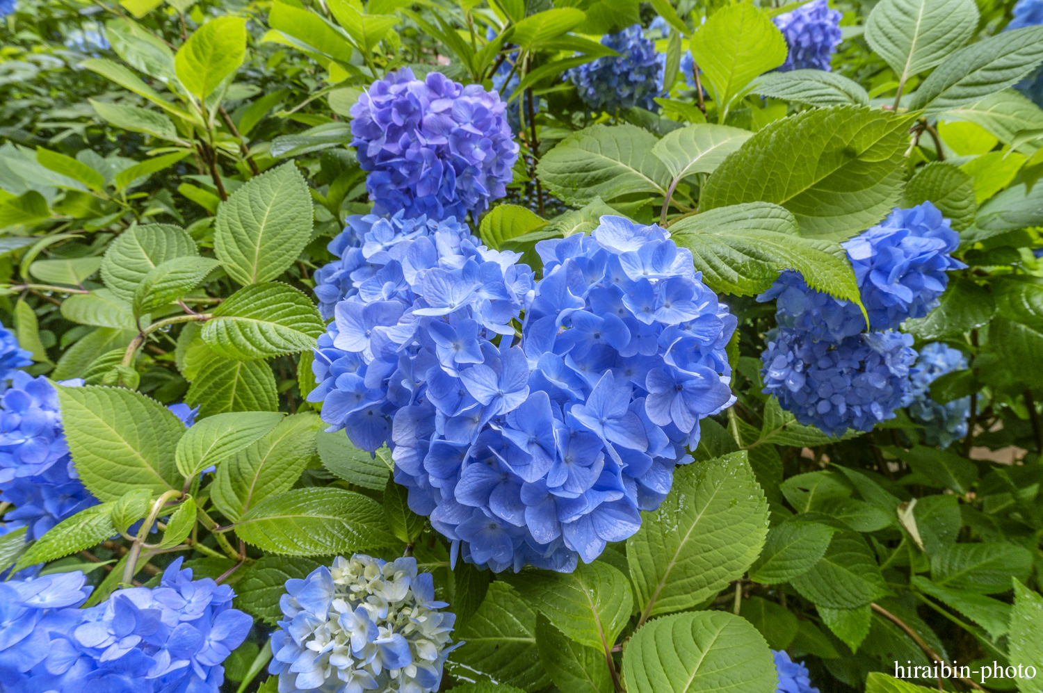 北鎌倉・明月院_photolog.47-2