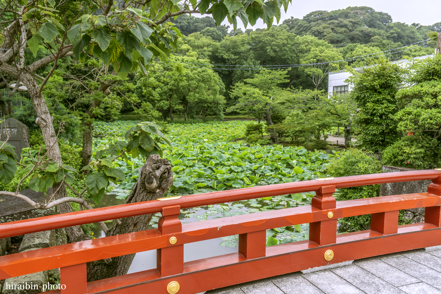 鎌倉・鶴岡八幡宮_photolog.79