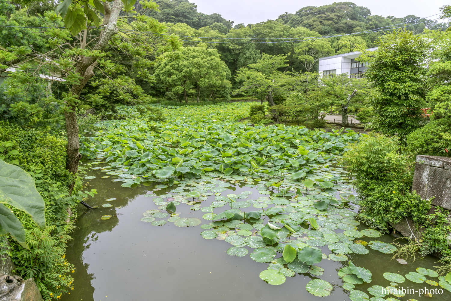 鎌倉・鶴岡八幡宮_photolog.80