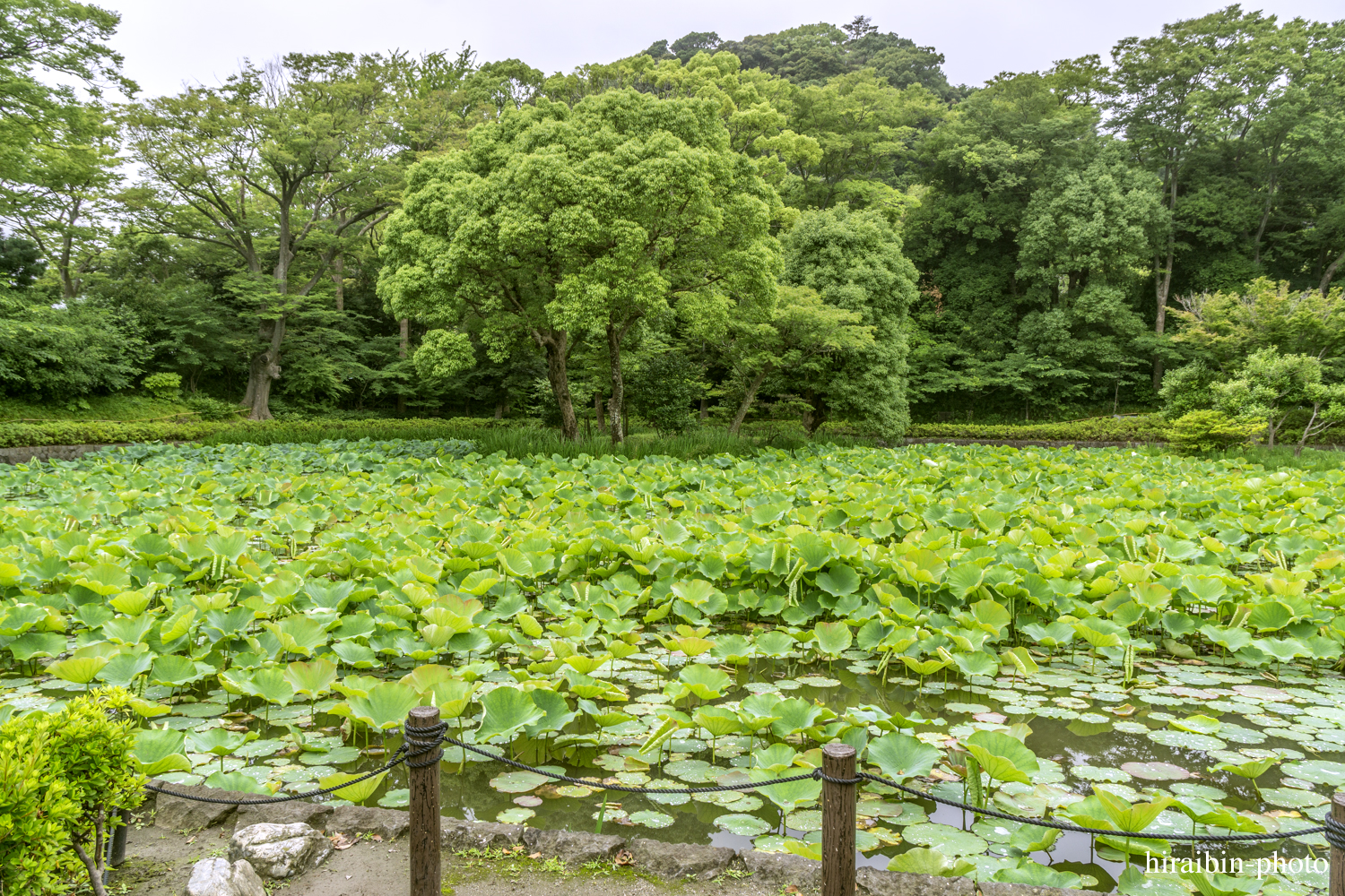 鎌倉・鶴岡八幡宮_photolog.83