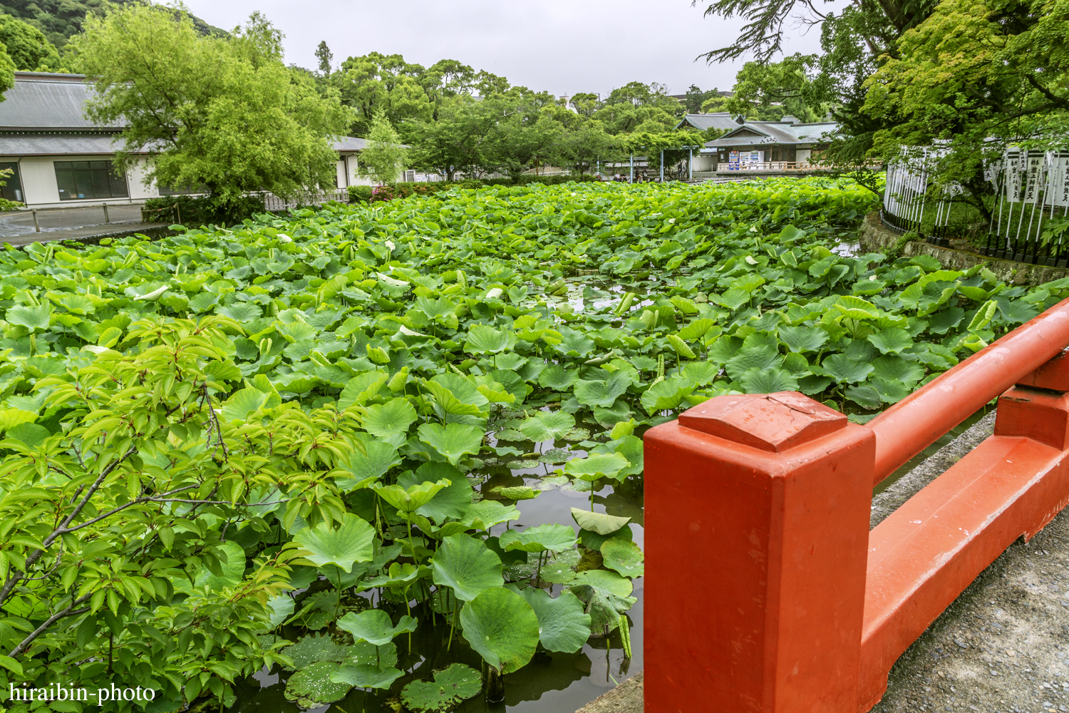 鎌倉・鶴岡八幡宮_photolog.91