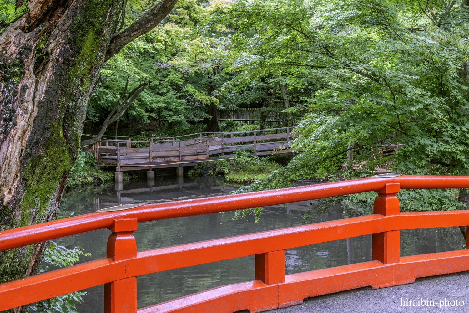 鎌倉・鶴岡八幡宮_photolog.138