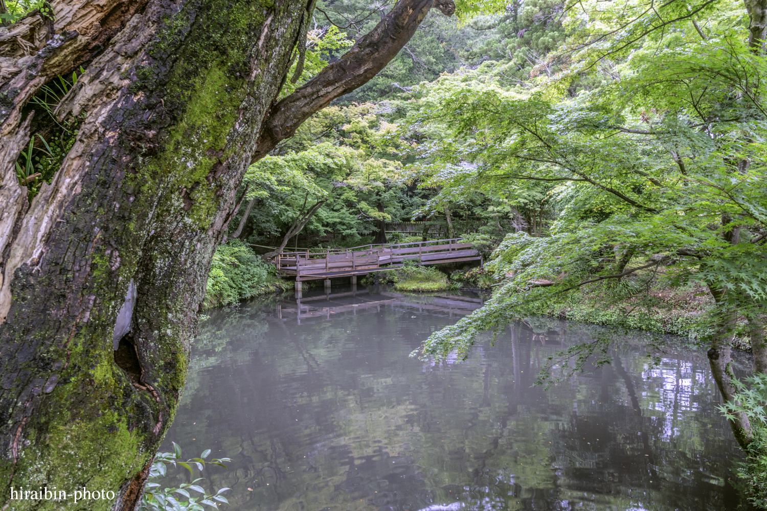 鎌倉・鶴岡八幡宮_photolog.139