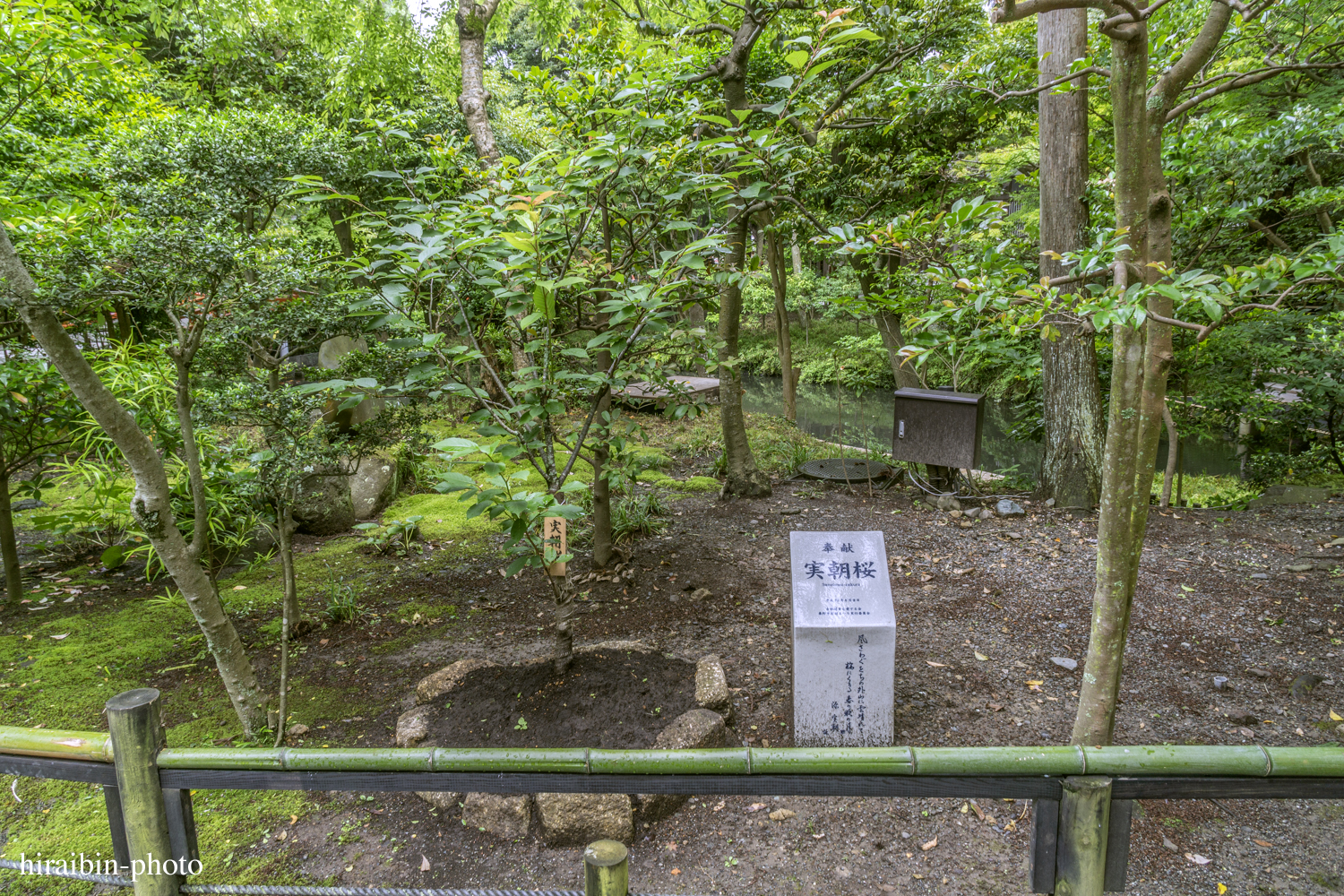 鎌倉・鶴岡八幡宮_photolog.146