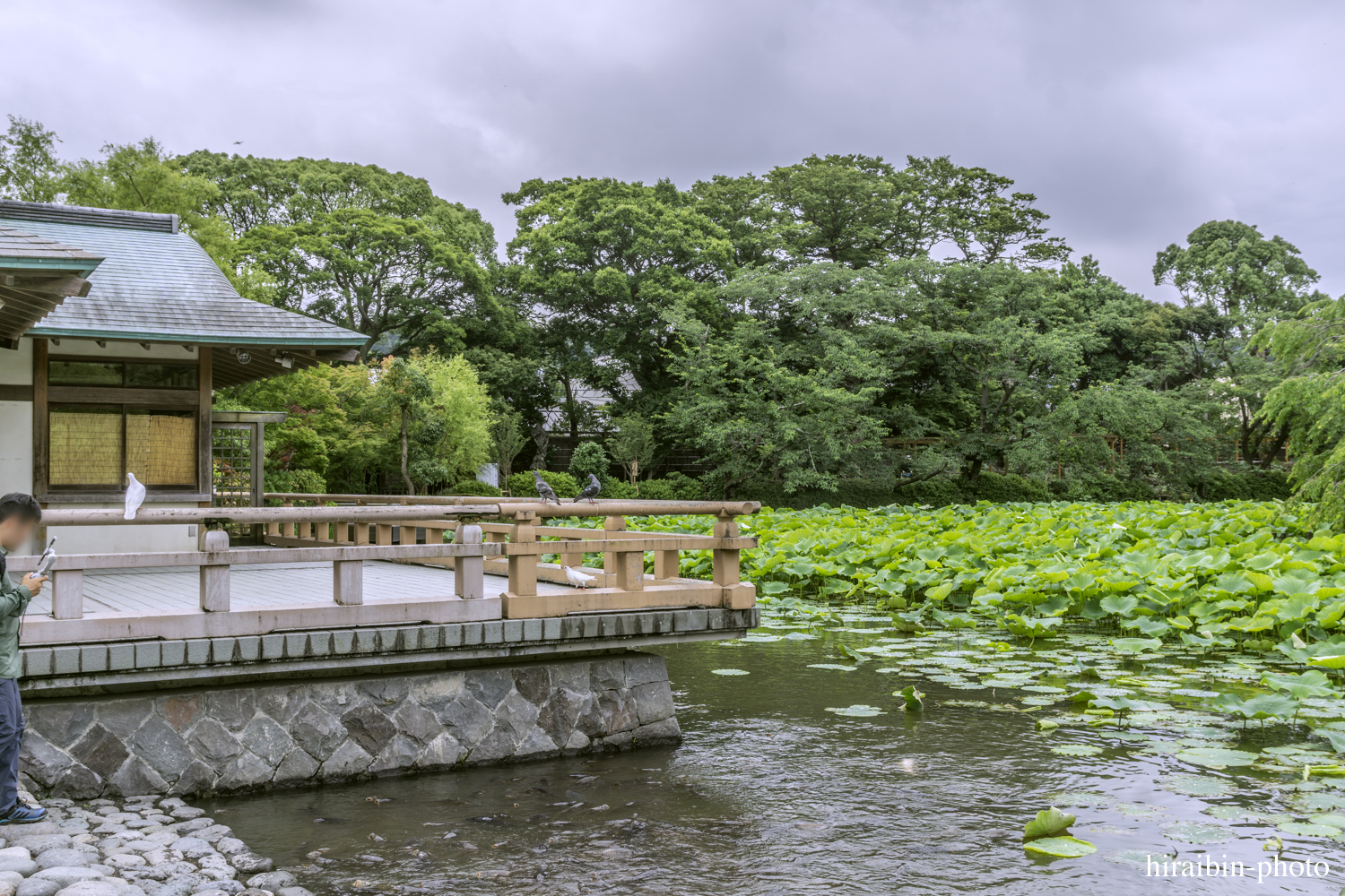 鎌倉・鶴岡八幡宮_photolog.151