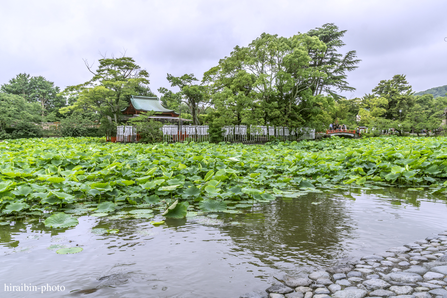 鎌倉・鶴岡八幡宮_photolog.152