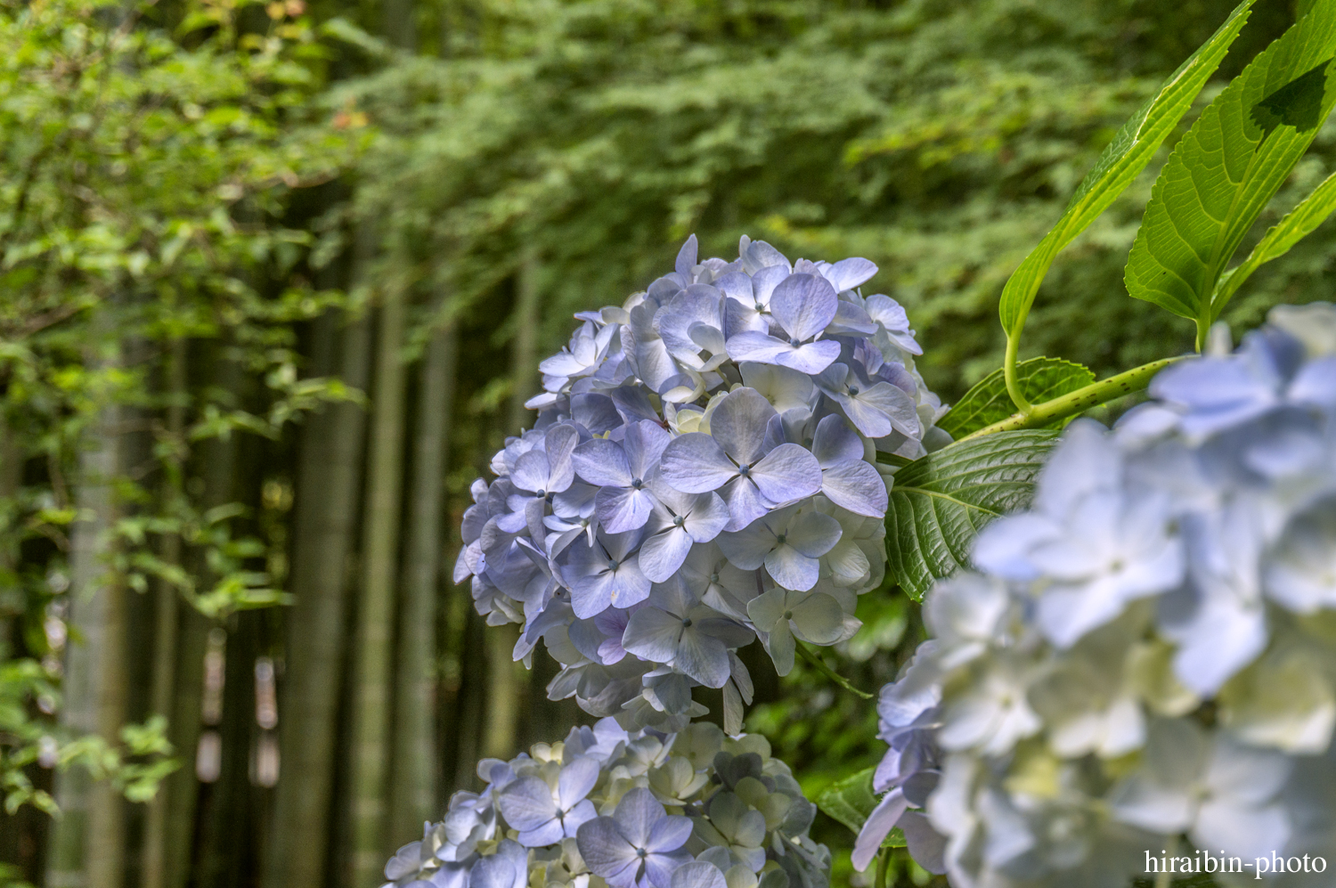 報國寺_photolog.65