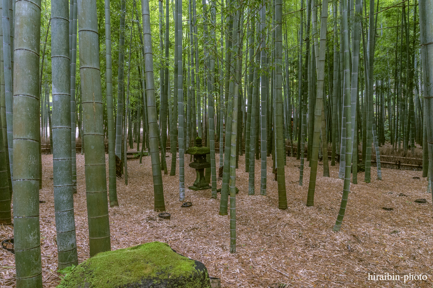 報國寺_photolog.76