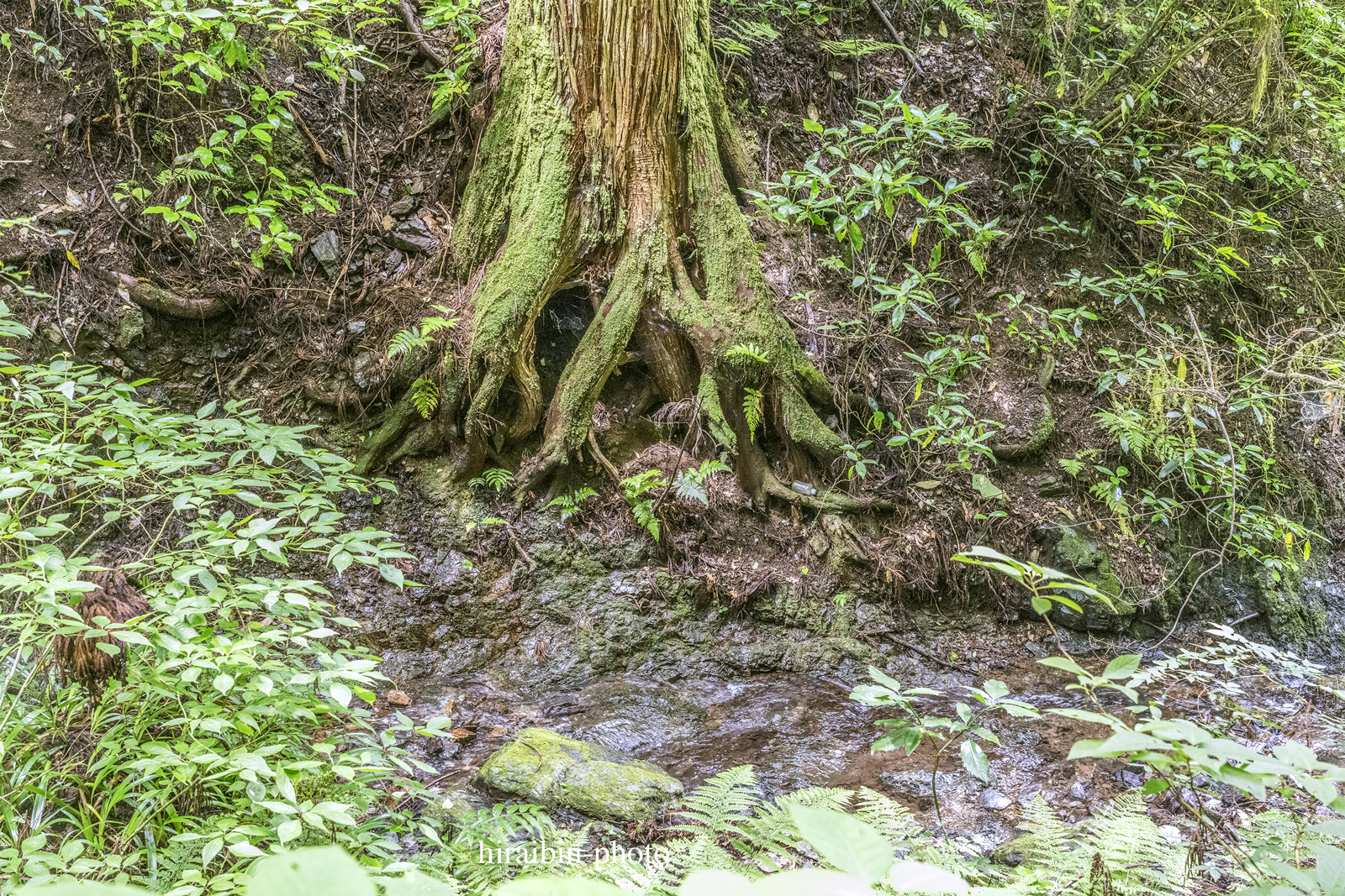 高尾山_photolog.266