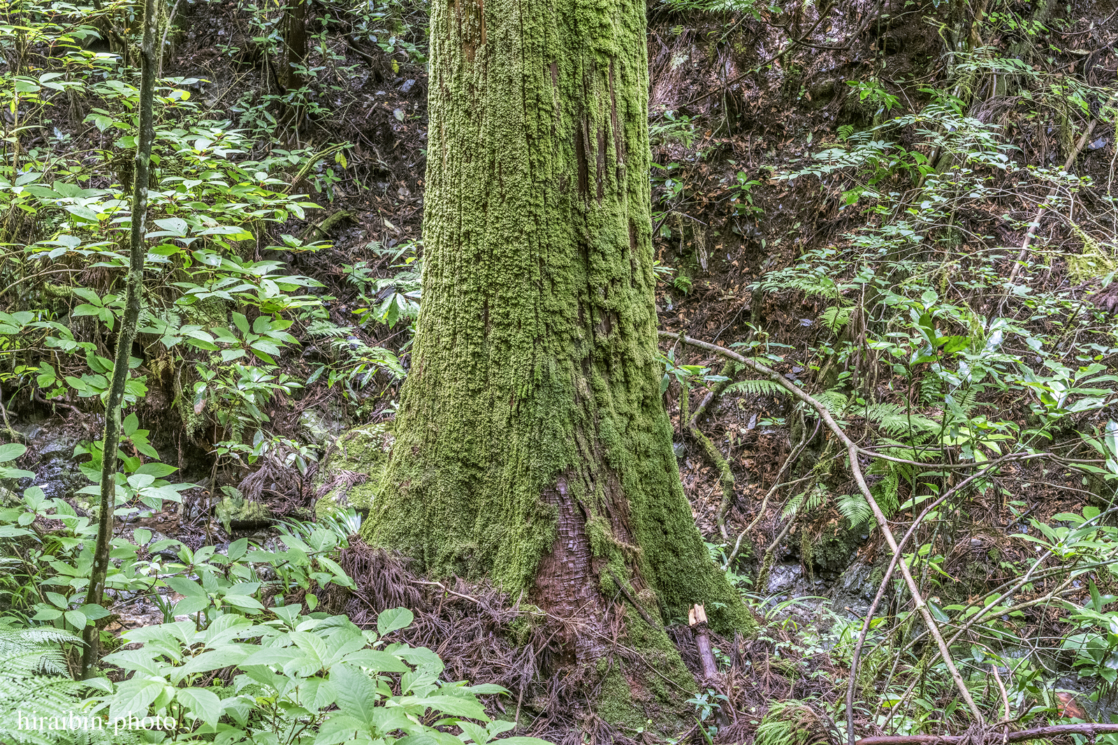 高尾山_photolog.267