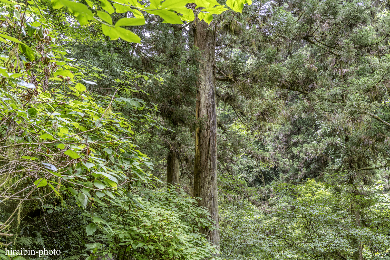 高尾山_photolog.279