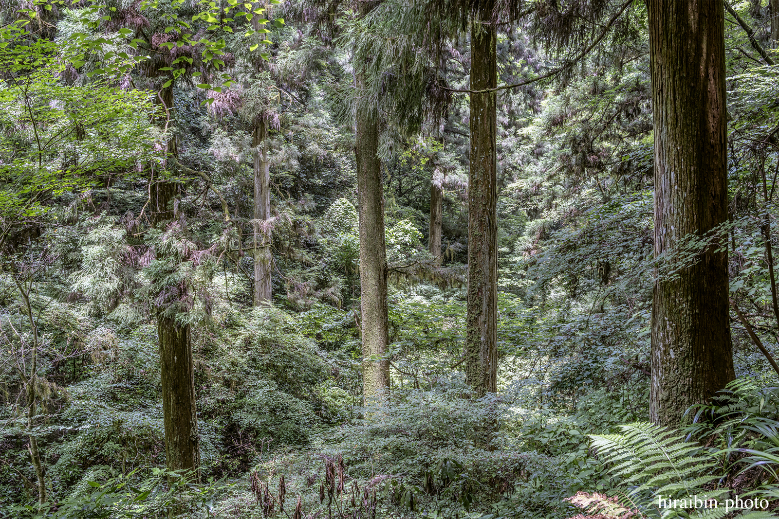 高尾山_photolog.282