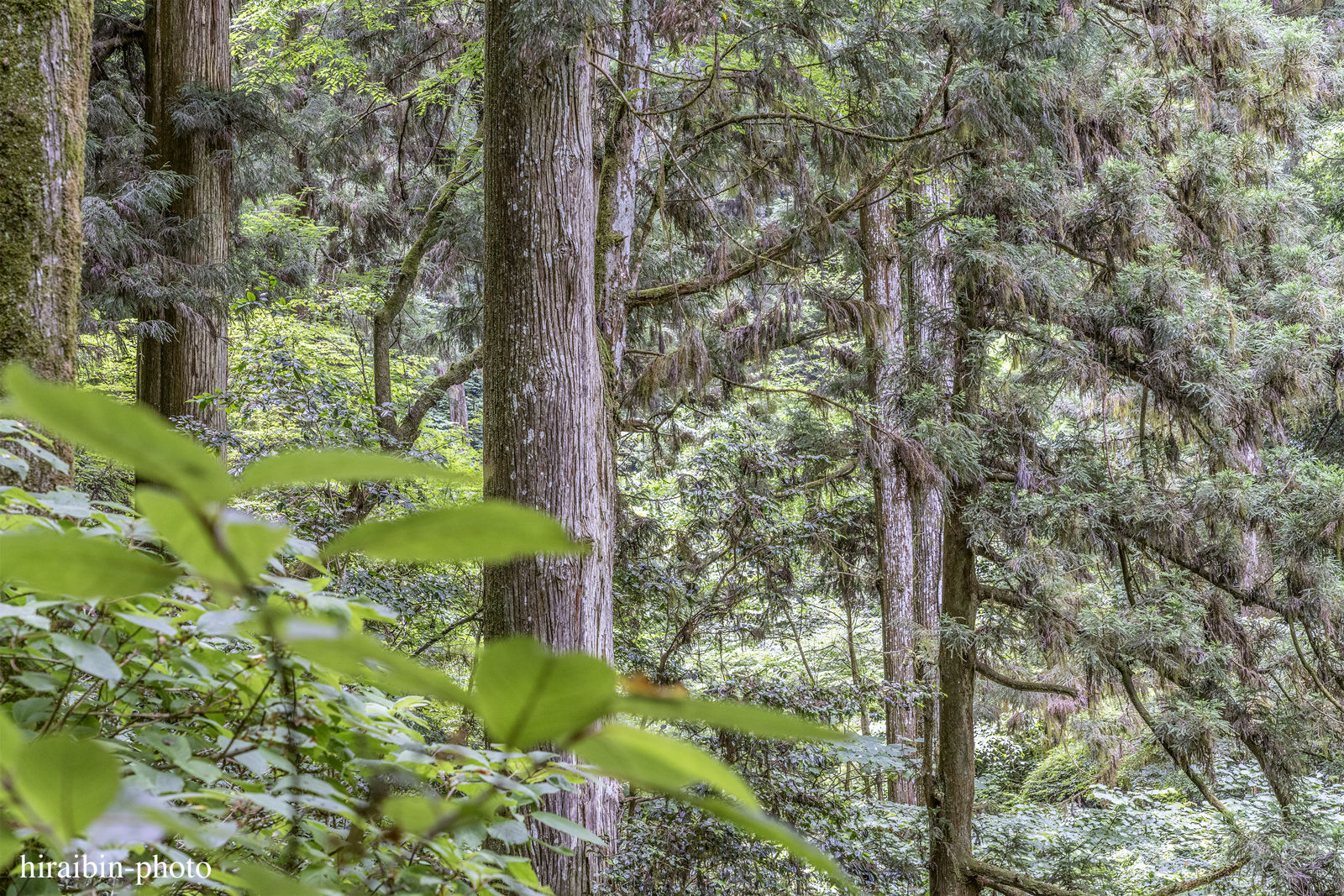 高尾山_photolog.285