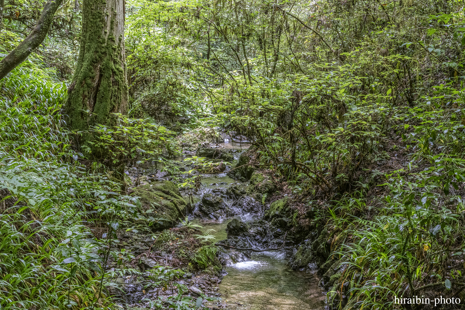 高尾山_photolog.289