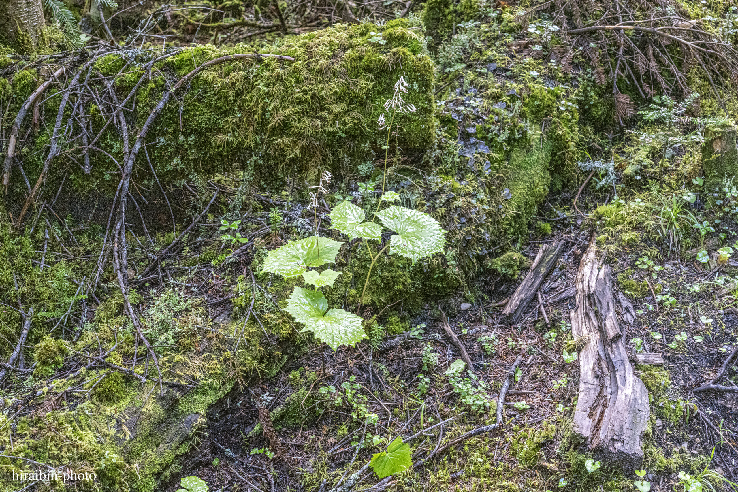 日光白根山_photolog.22