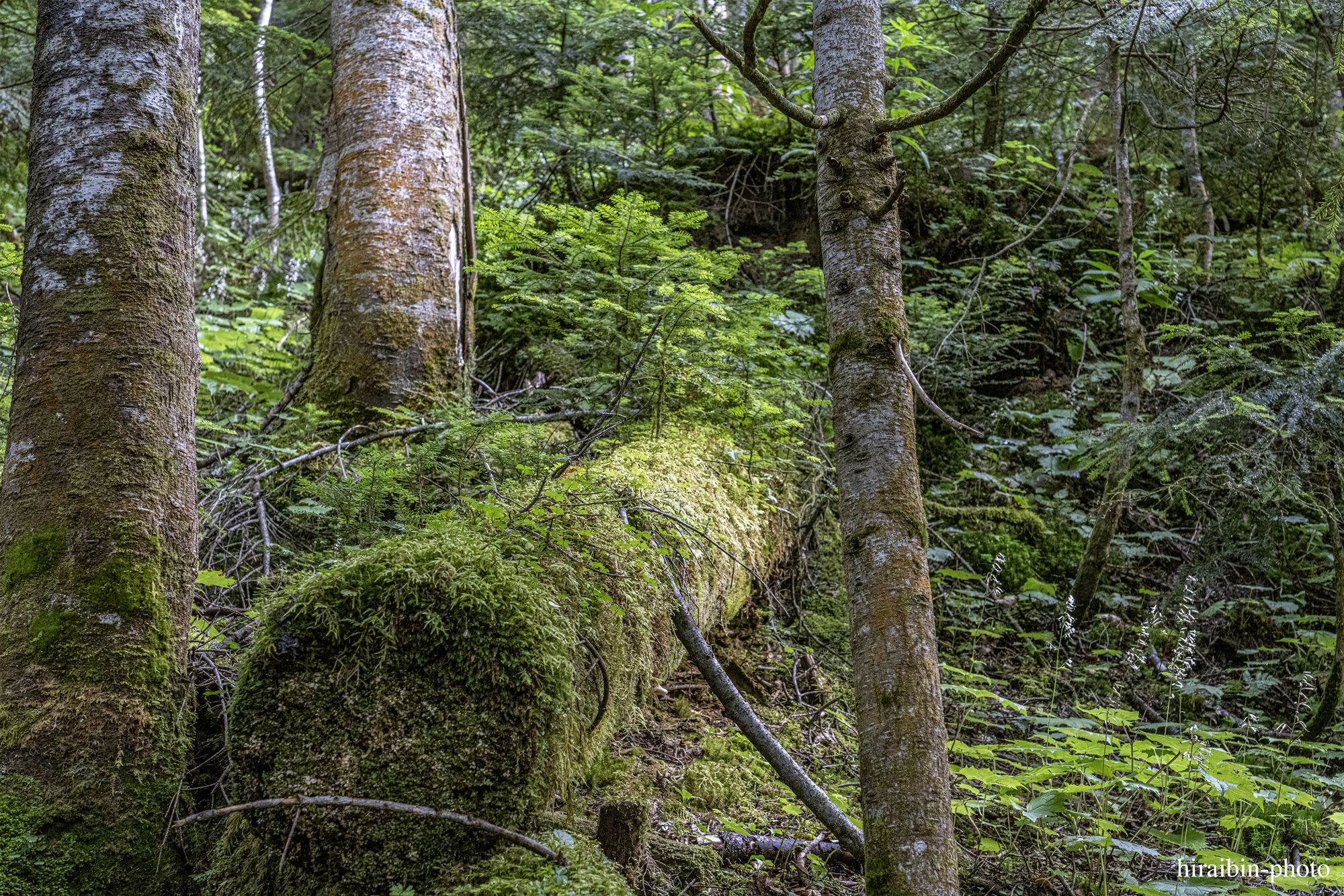 日光白根山_photolog.50