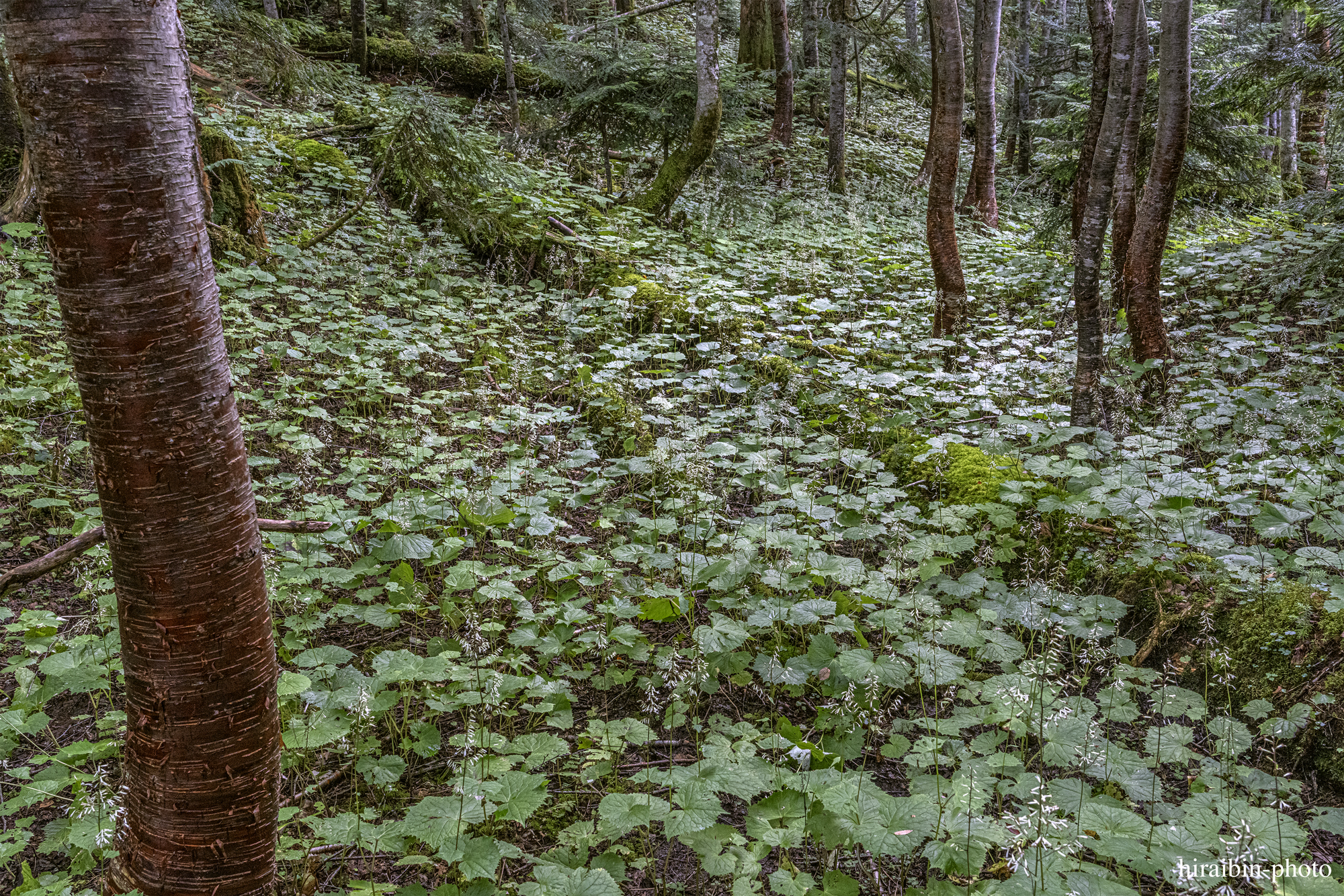 日光白根山_photolog.52