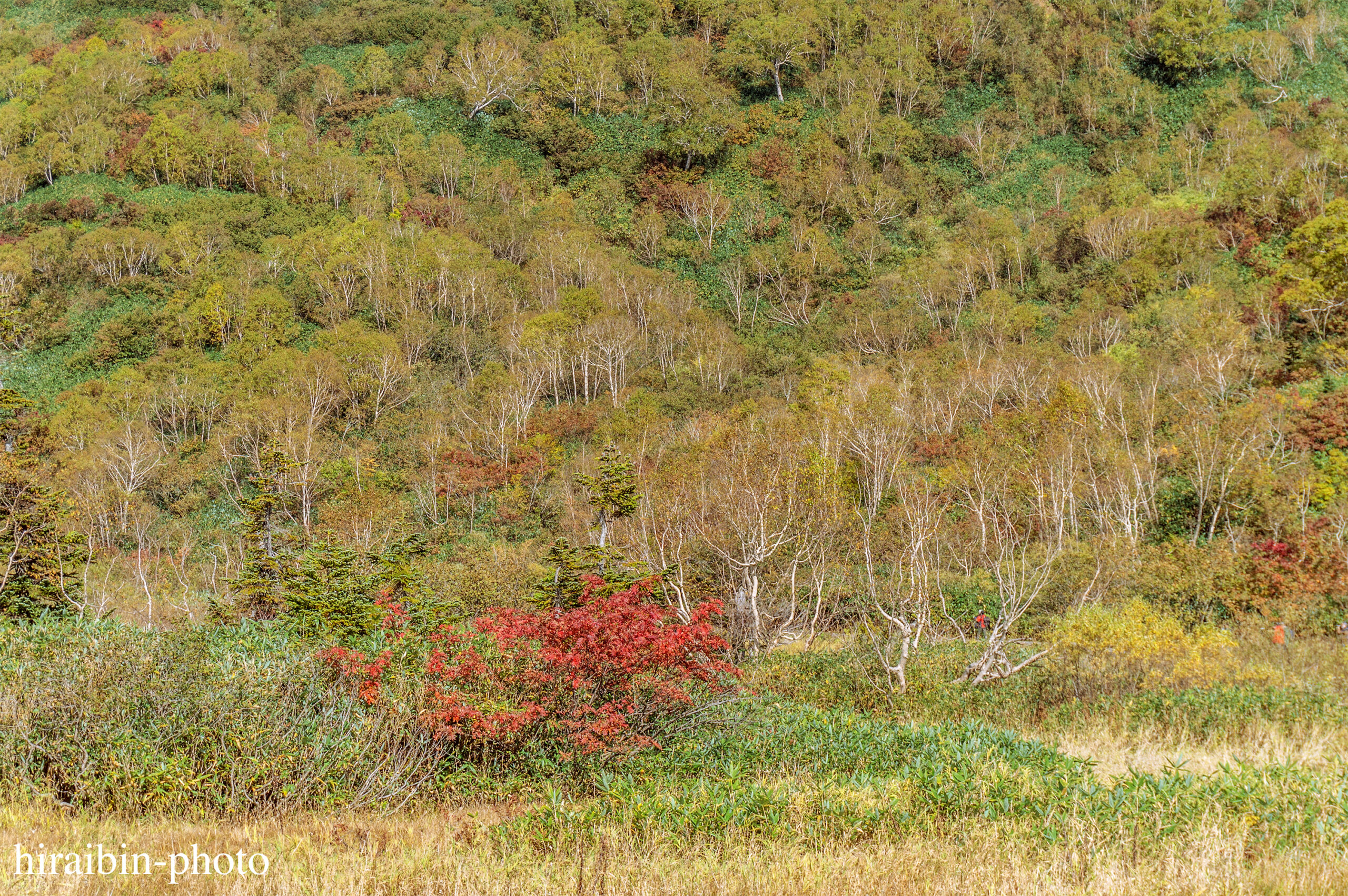 2023.10.7_栂池自然園.09