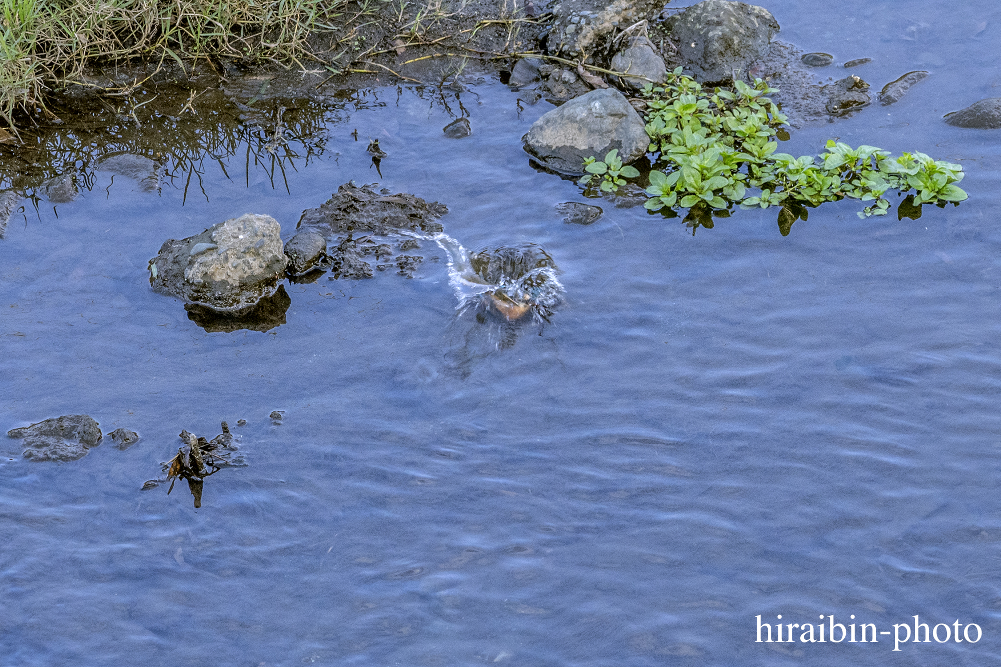 さんぽphotolog.1121-08