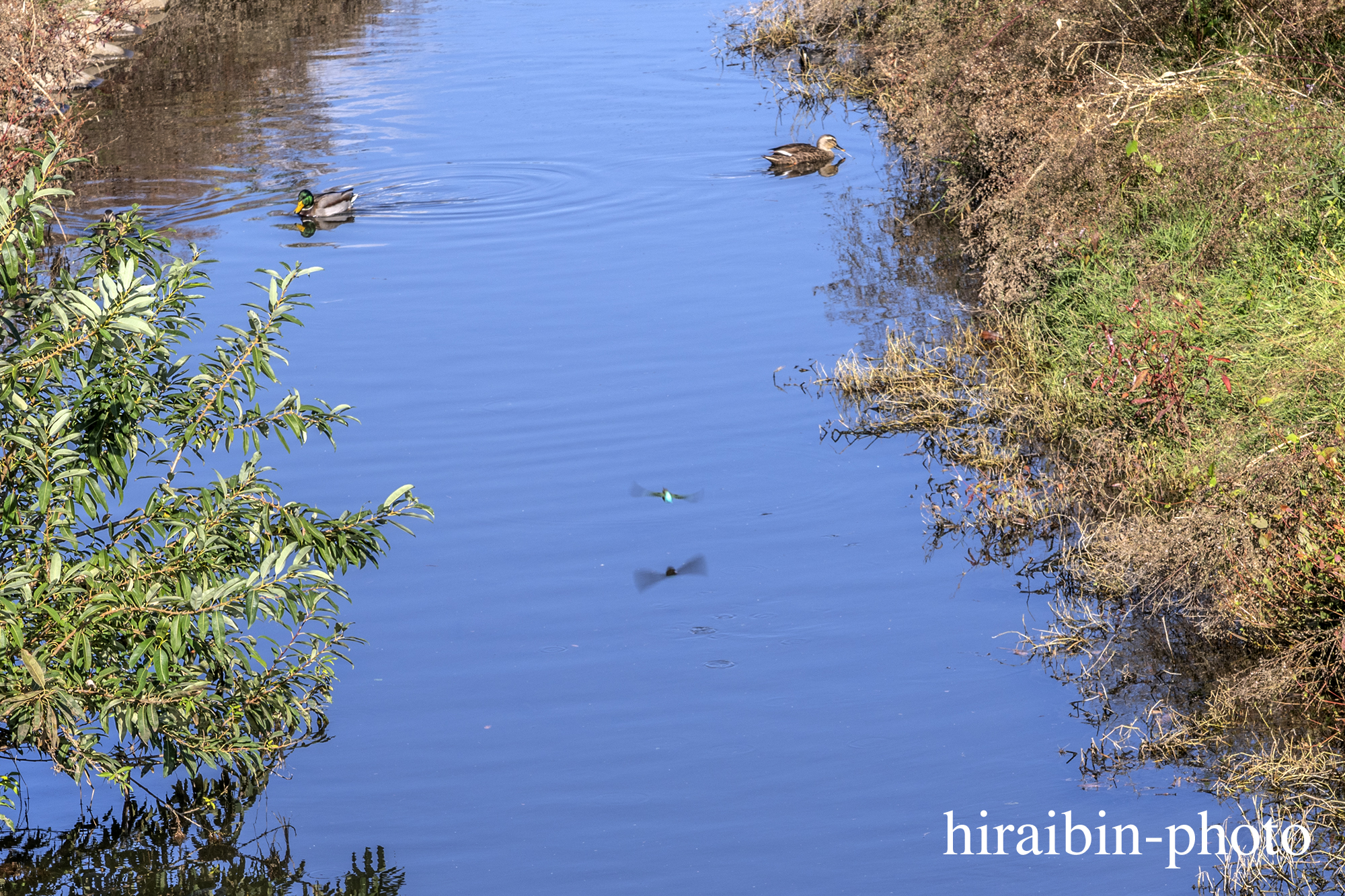 さんぽphotolog.1128-05