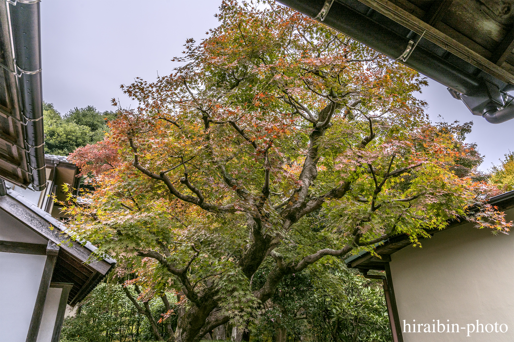 2023.11.23_長寿寺.33