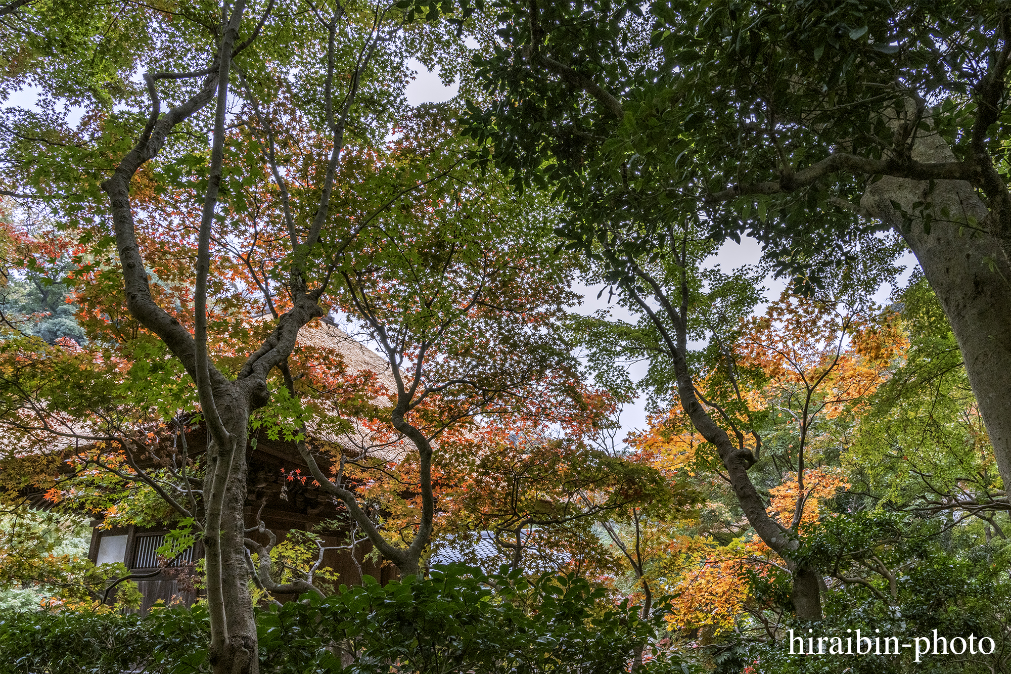 2023.11.23_長寿寺.63