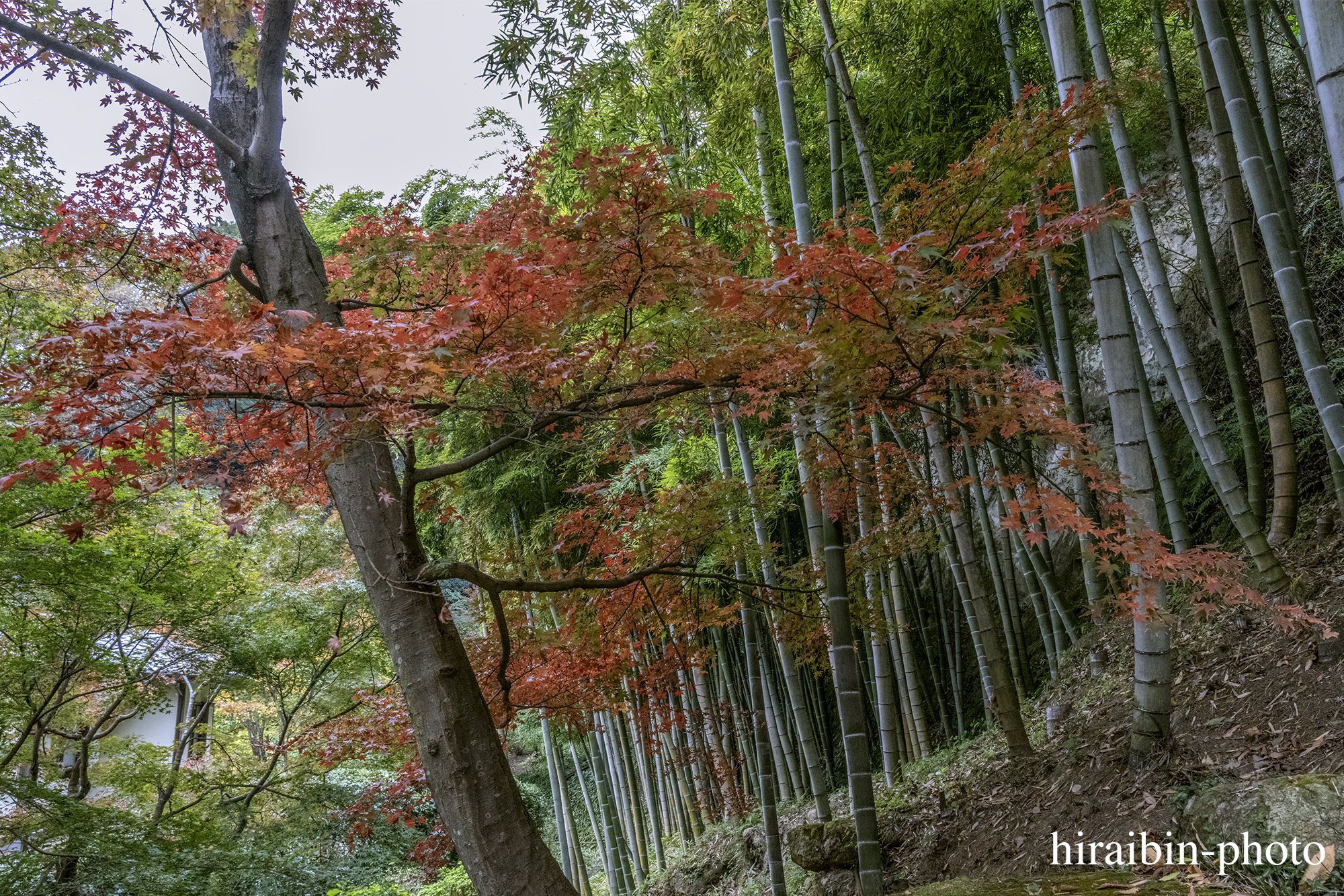 2023.11.23_長寿寺.65