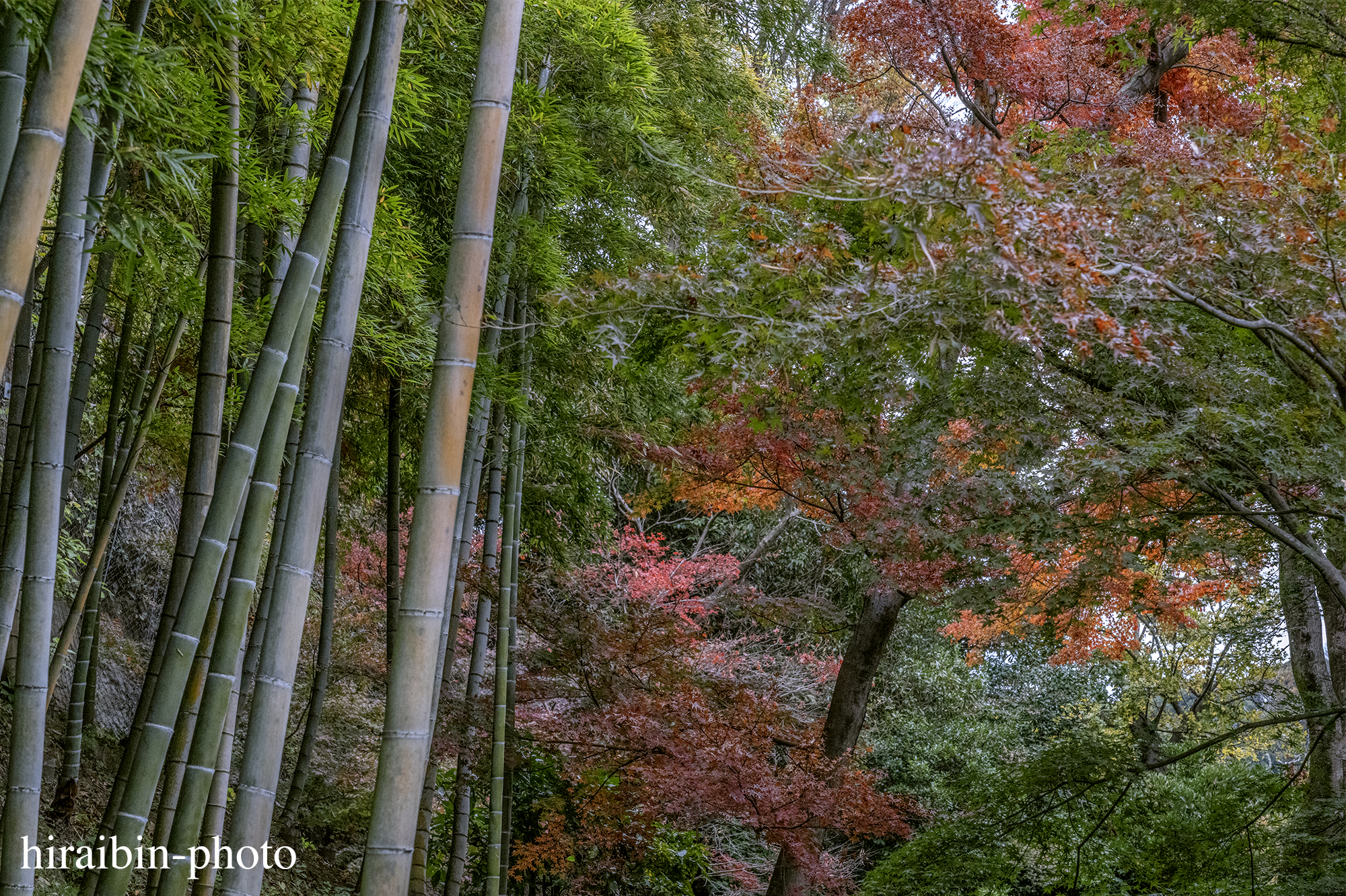 2023.11.23_長寿寺.67