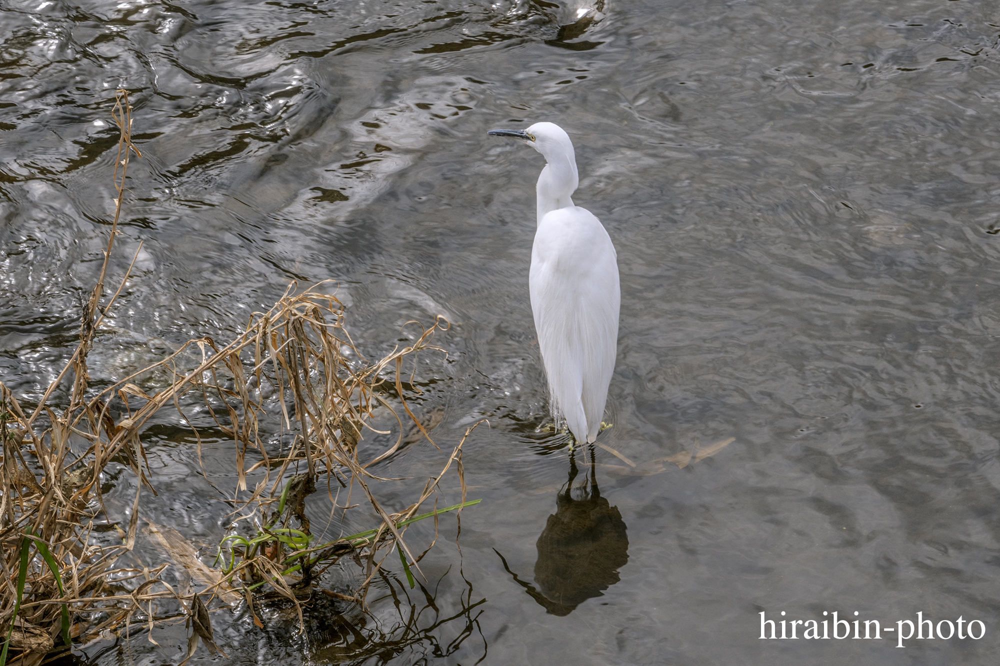 さんぽphotolog.20240122-05