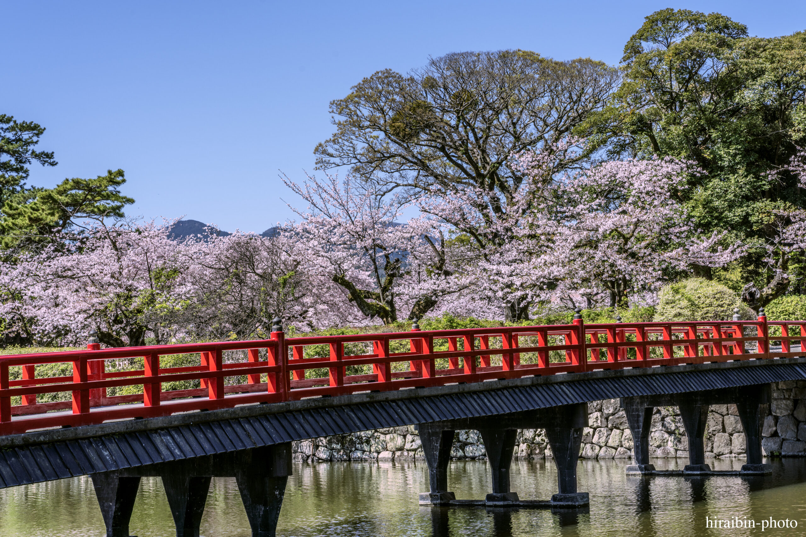 2024_小田原城の桜.01