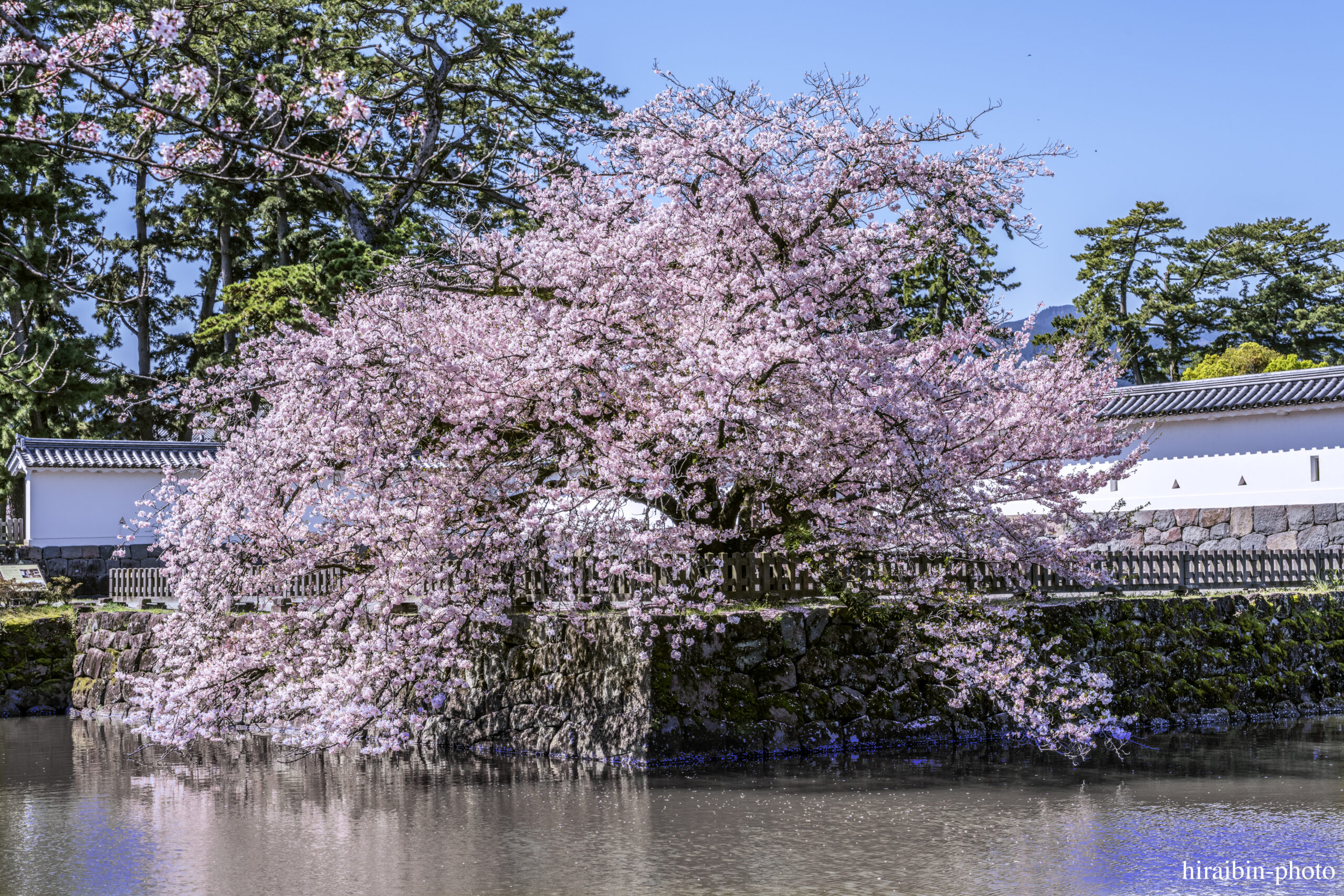 2024_小田原城の桜.02