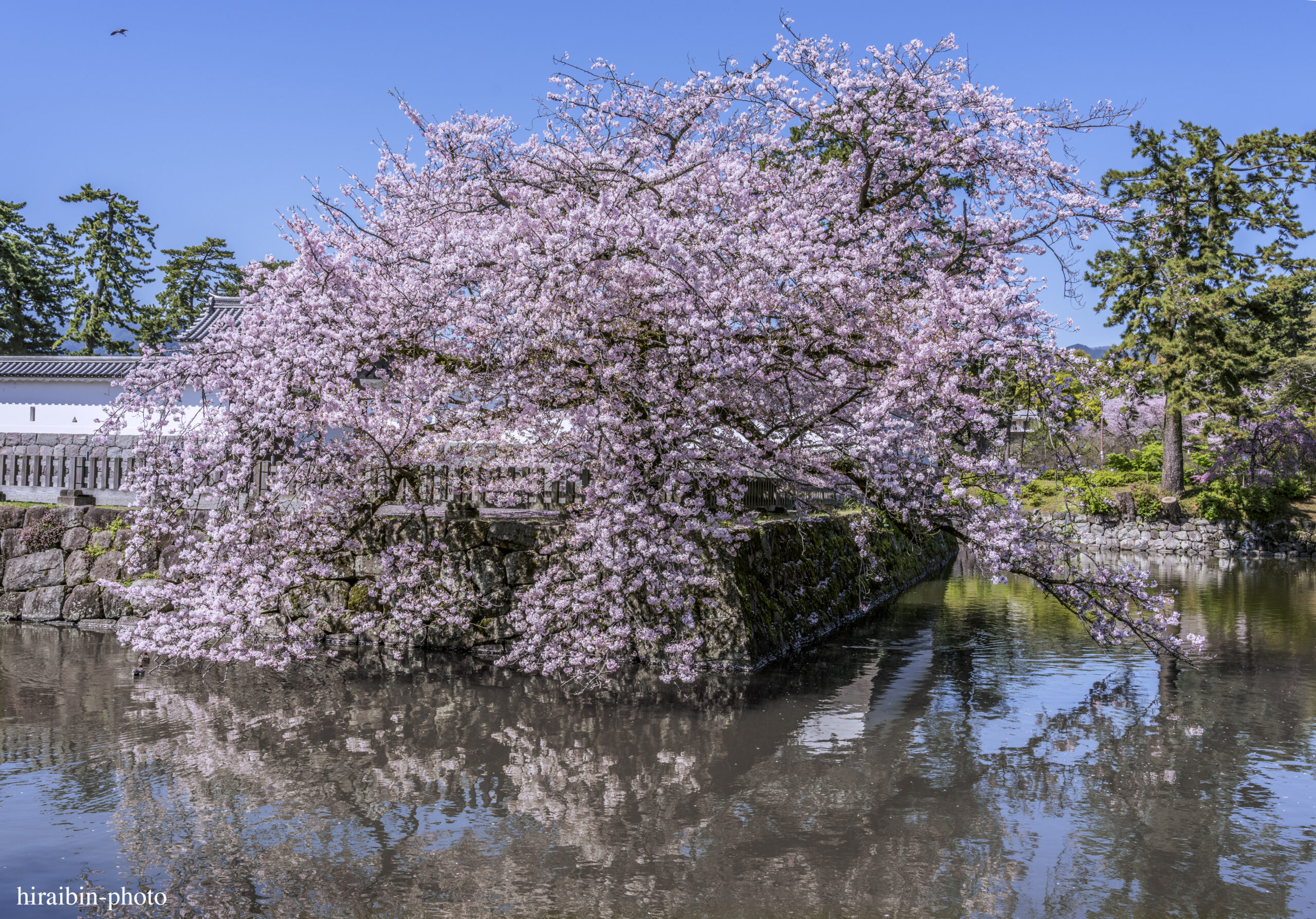 2024_小田原城の桜.03